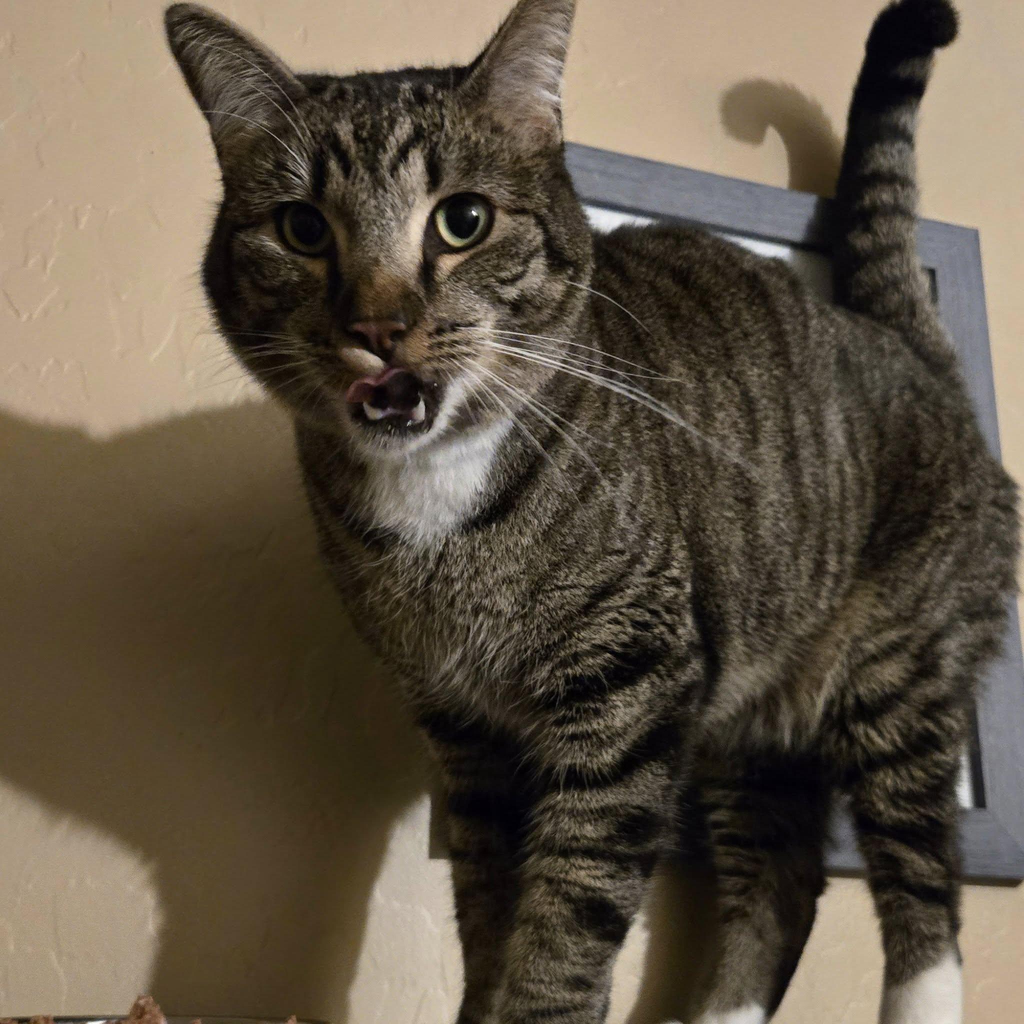 Enlarge Totoro, a ADOPTABLE Domestic Short Hair in Queen Creek, AZ image 2/4