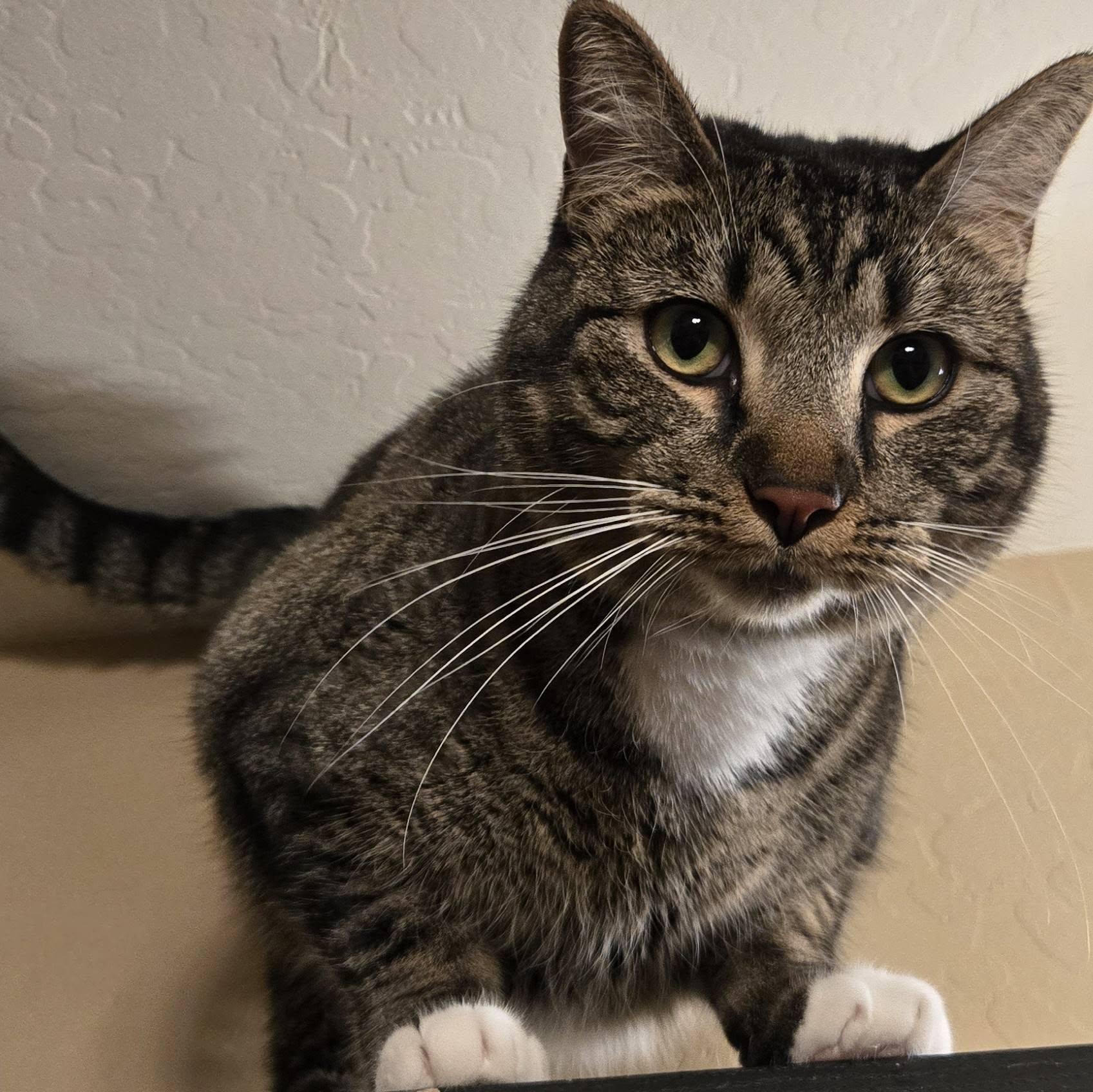 Enlarge Totoro, a ADOPTABLE Domestic Short Hair in Queen Creek, AZ image 4/4