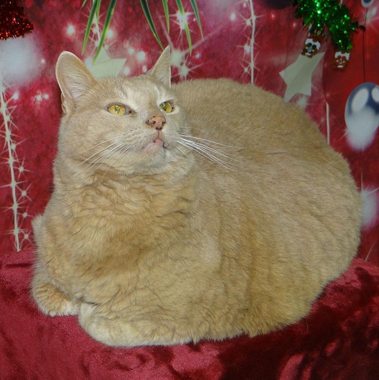 Copper, adopted, Adult Male American Shorthair.