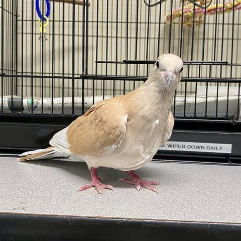 Peanut, a Adoptable Dove in Burlingame, CA image 2/3