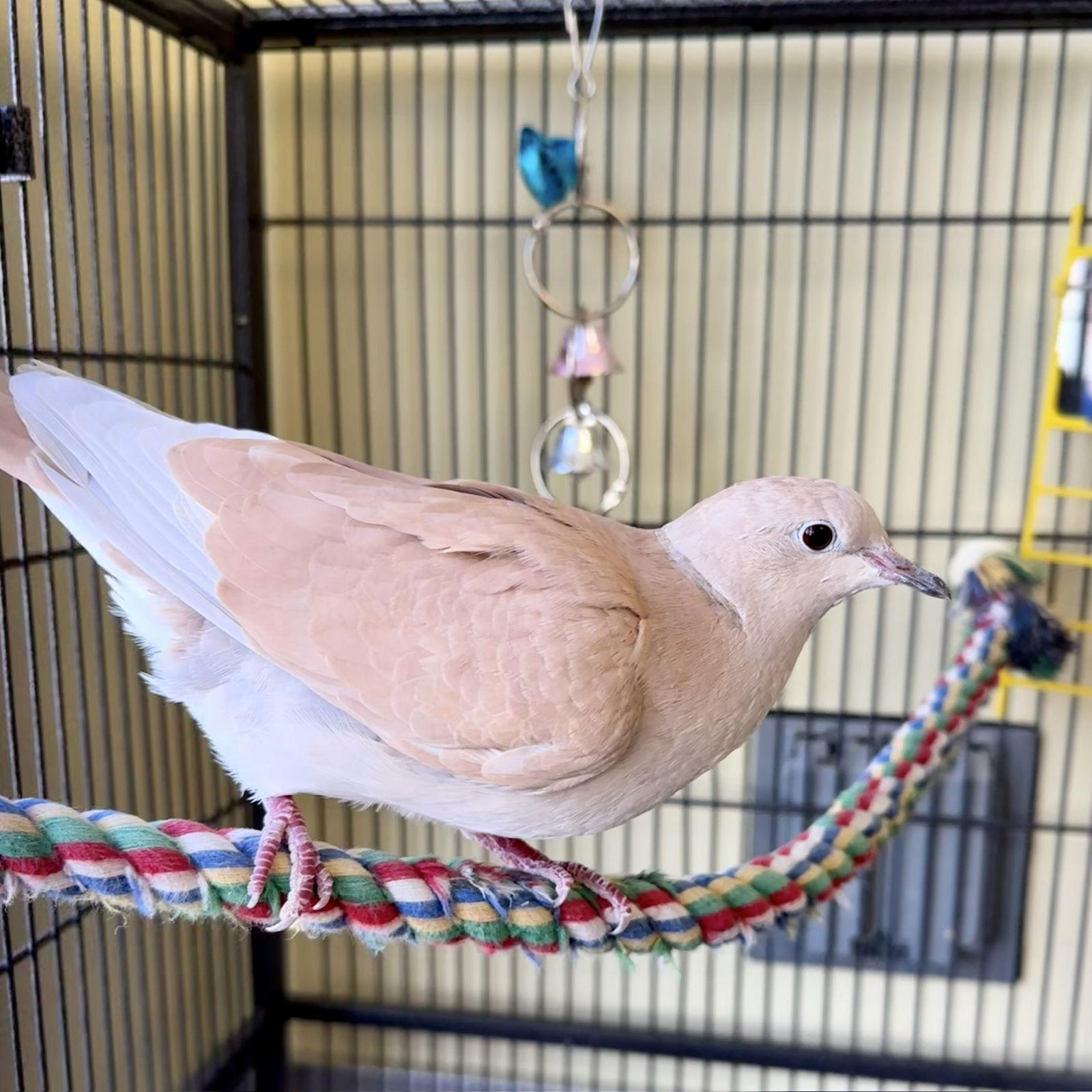 Peanut, a Adoptable Dove in Burlingame, CA image 3/3
