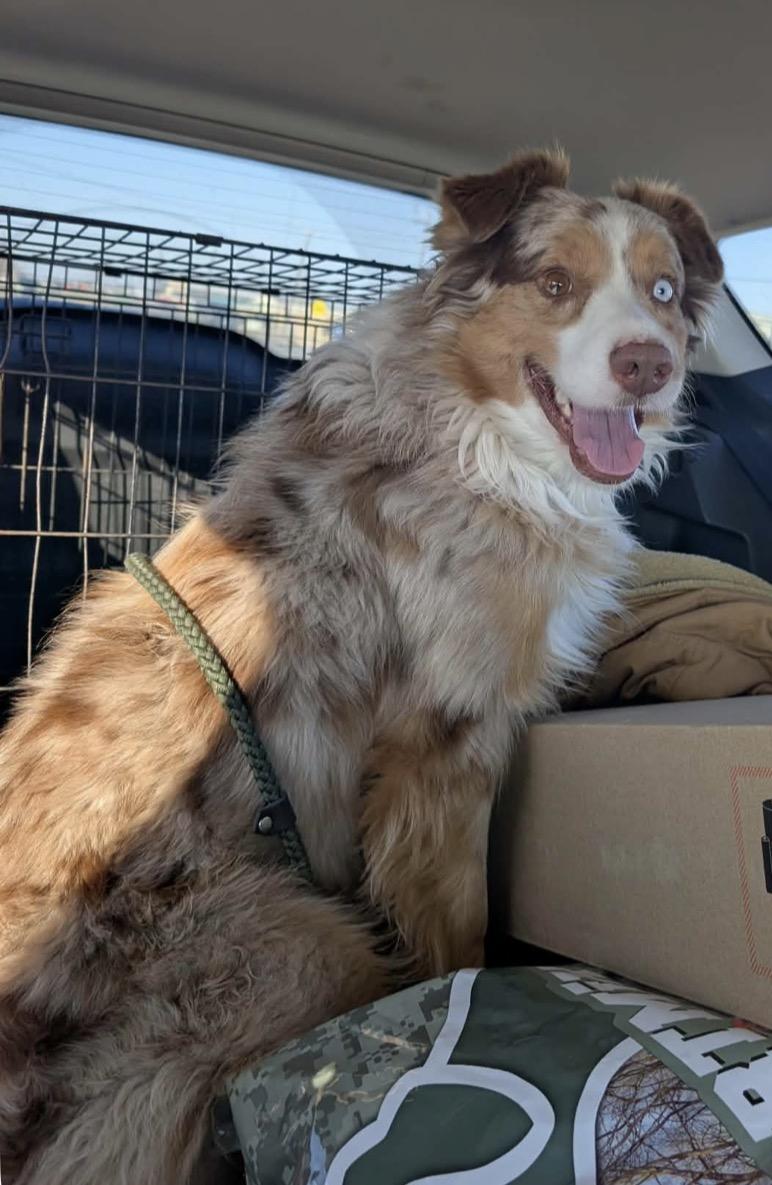 Randee, Adoptable, Young Male Australian Shepherd.