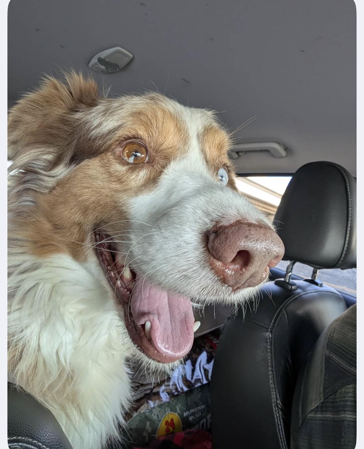 Enlarge Randee/Henry Paige Lehman, a Adopted Australian Shepherd in Arlington, TX image 2/5