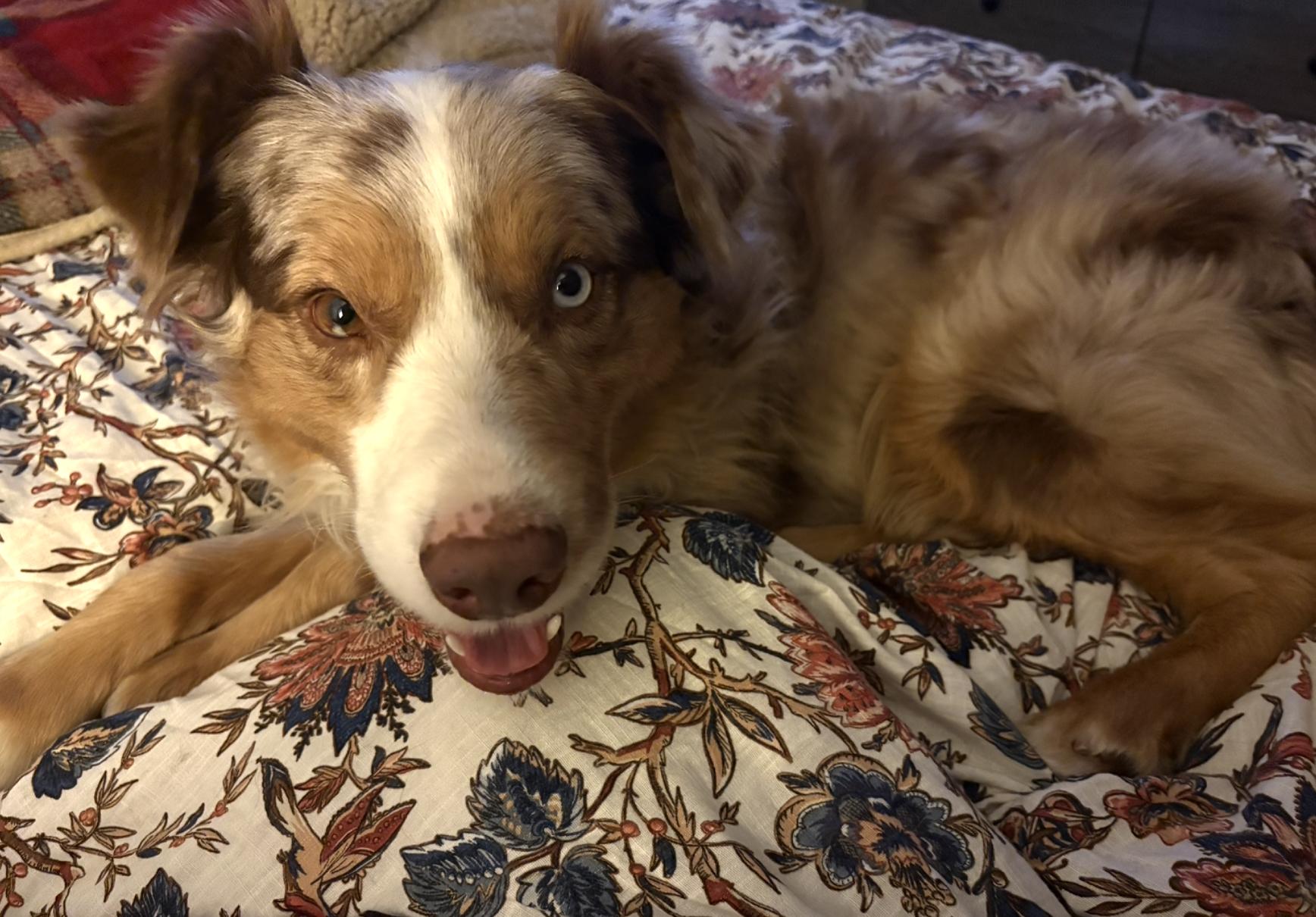 Enlarge Randee/Henry Paige Lehman, a Adopted Australian Shepherd in Arlington, TX image 3/5