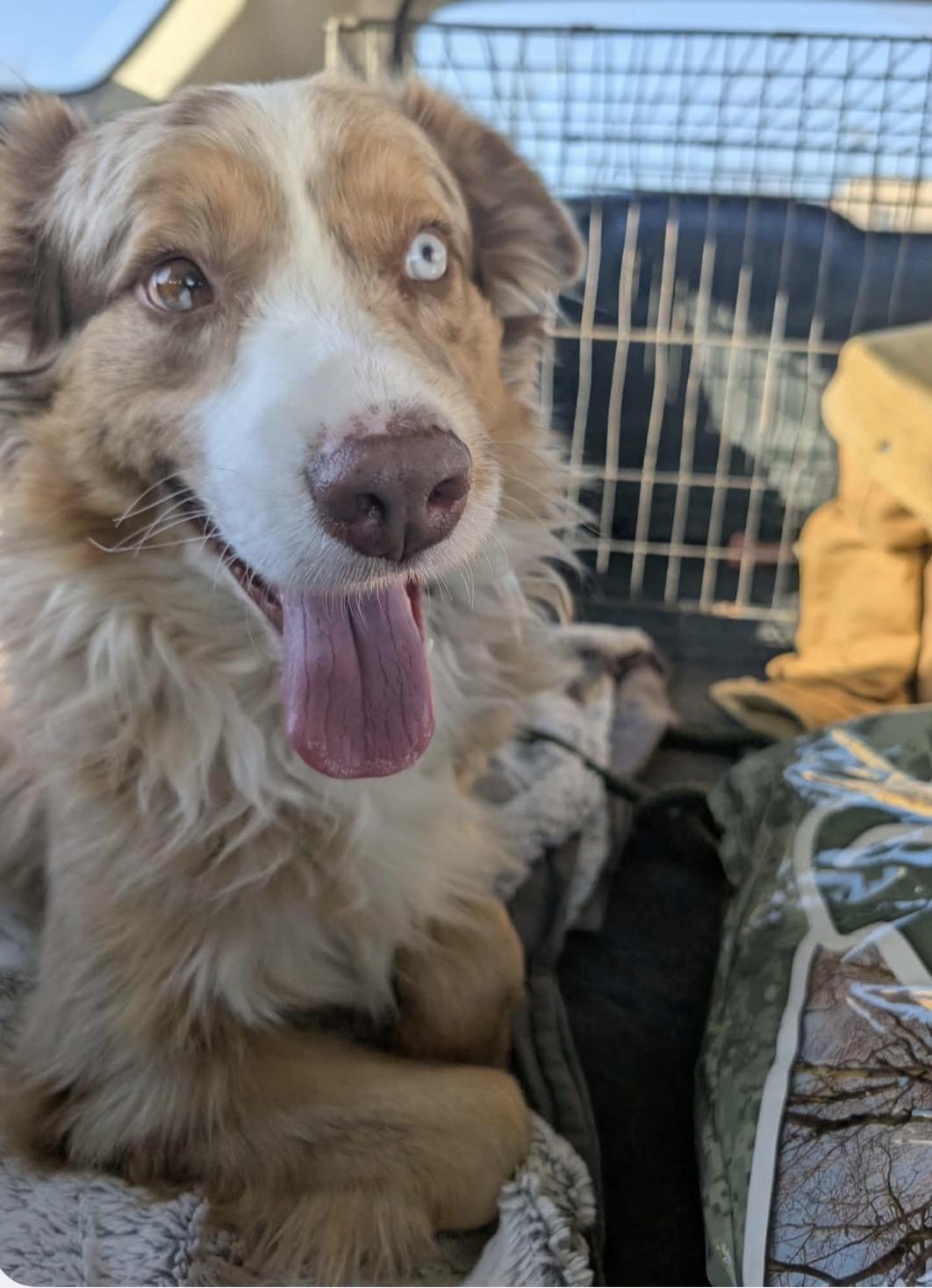 Enlarge Randee/Henry Paige Lehman, a Adopted Australian Shepherd in Arlington, TX image 4/5