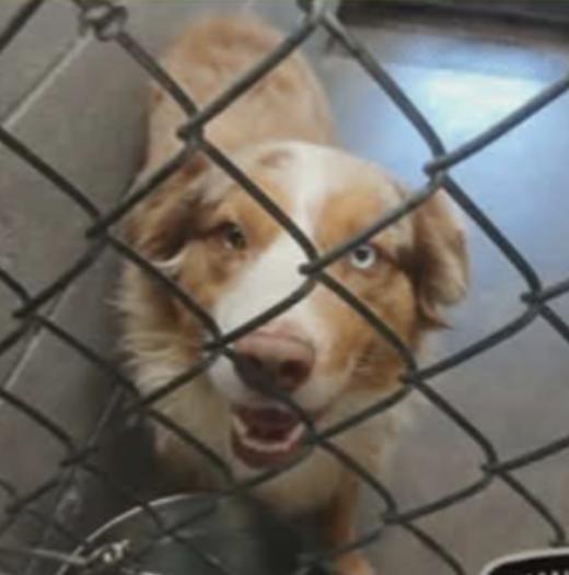 Enlarge Randee/Henry Paige Lehman, a Adopted Australian Shepherd in Arlington, TX image 5/5