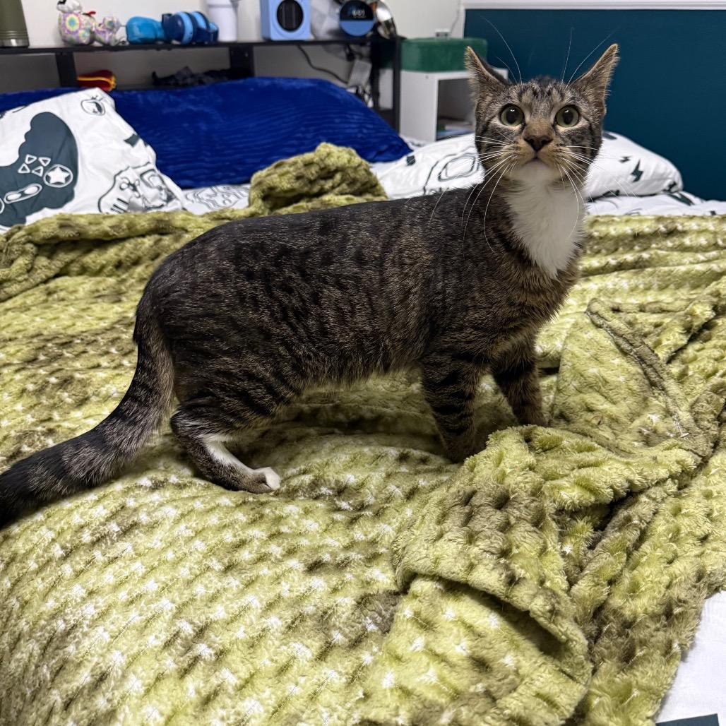 Enlarge Winnie, a Adoptable Domestic Short Hair in Kansas City, MO image 1/1