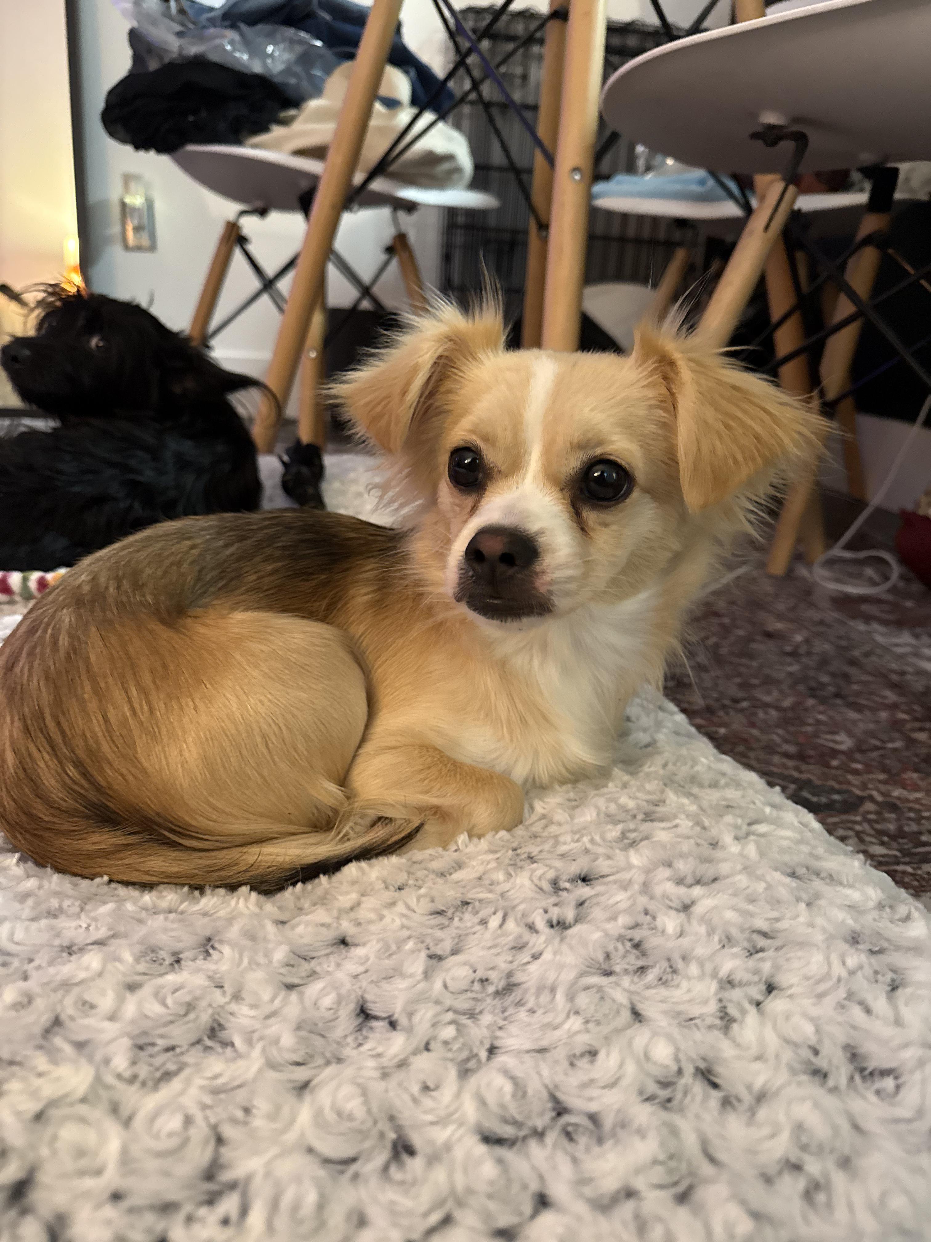 Enlarge Maggie, a ADOPTABLE mixed breed in North Miami, FL image 1/6
