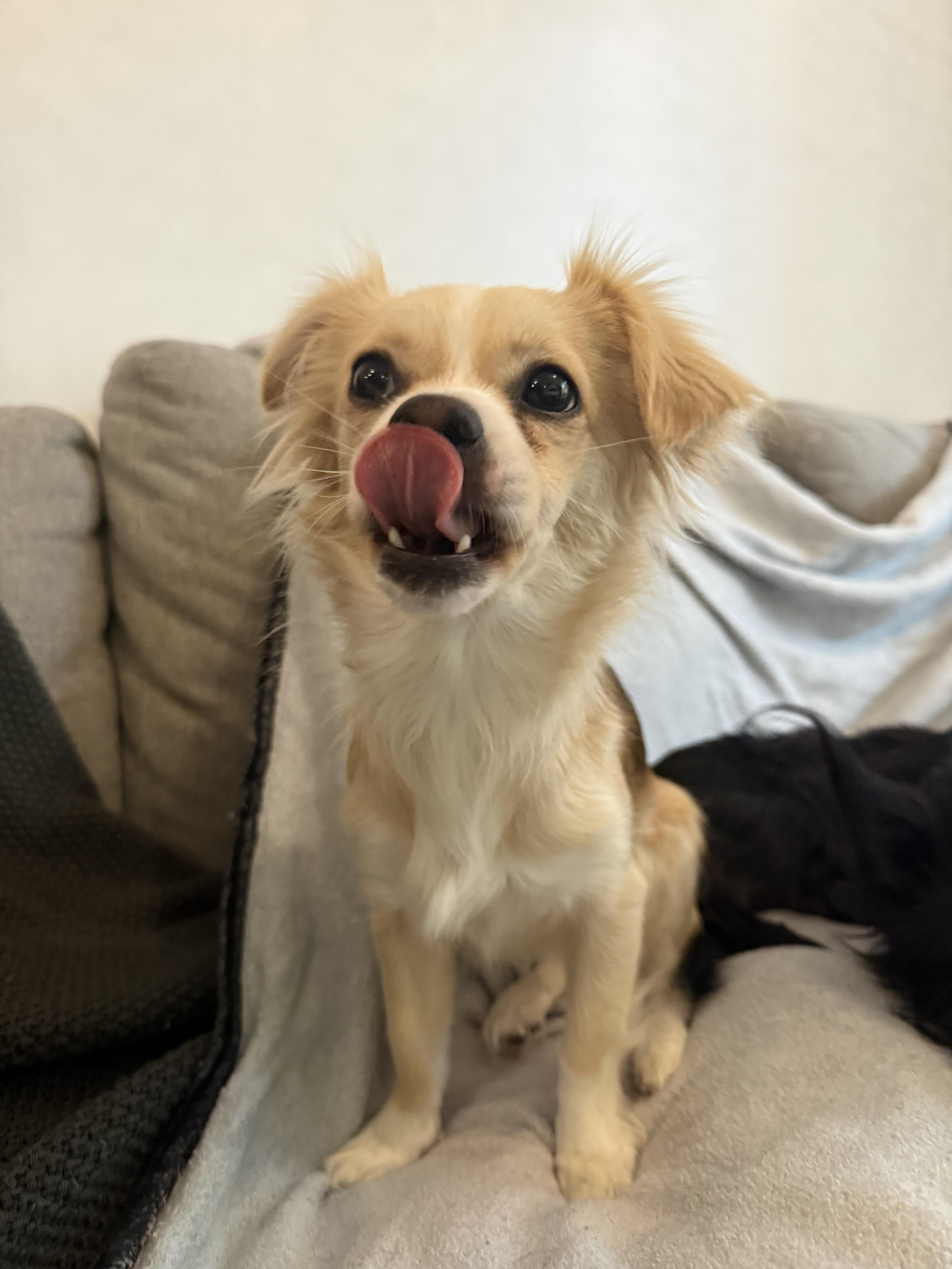 Enlarge Maggie, a ADOPTABLE mixed breed in North Miami, FL image 2/6