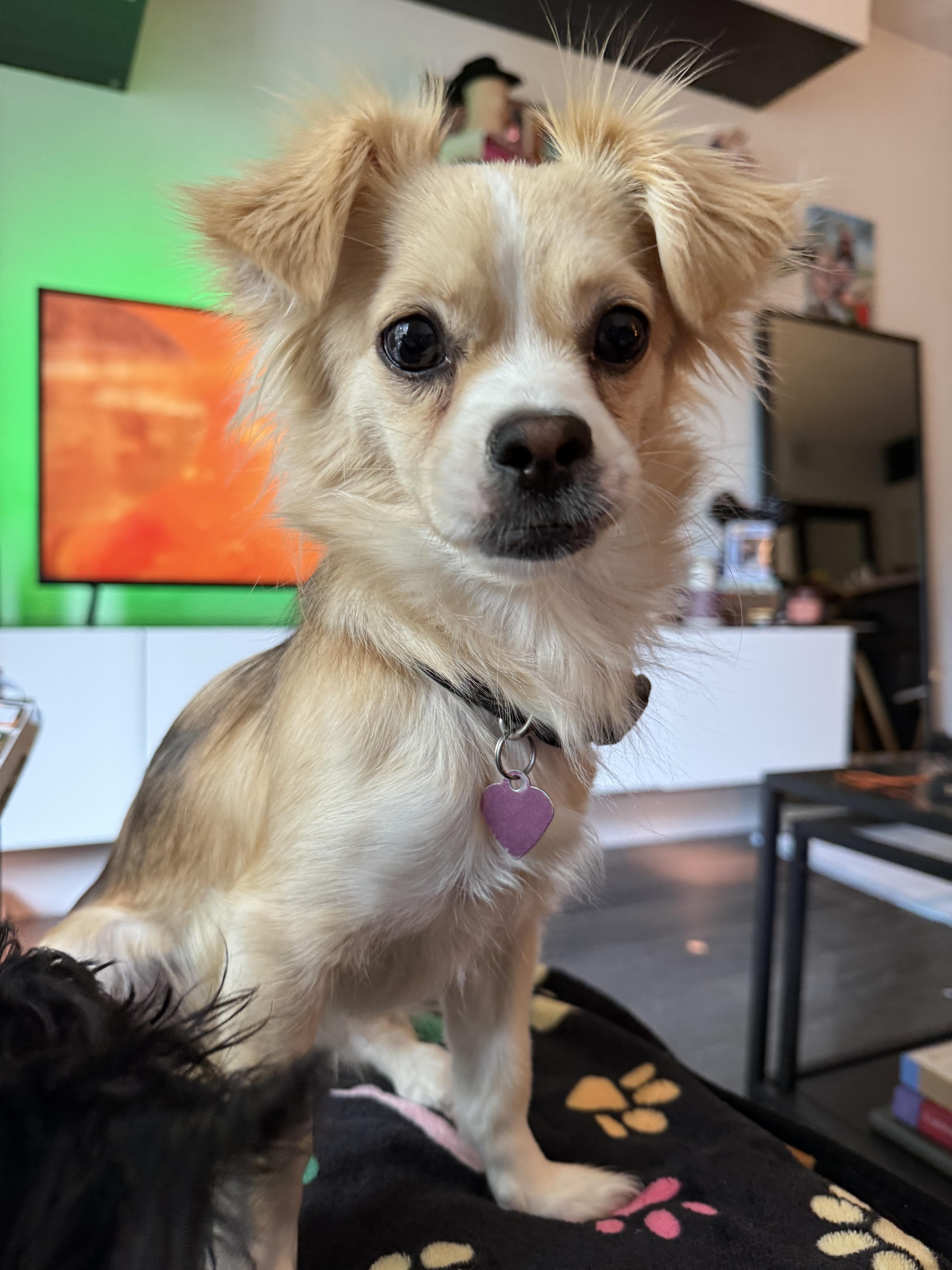 Enlarge Maggie, a ADOPTABLE mixed breed in North Miami, FL image 3/6