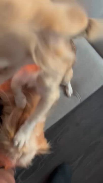 Enlarge Maggie, a ADOPTABLE mixed breed in North Miami, FL video 6/6