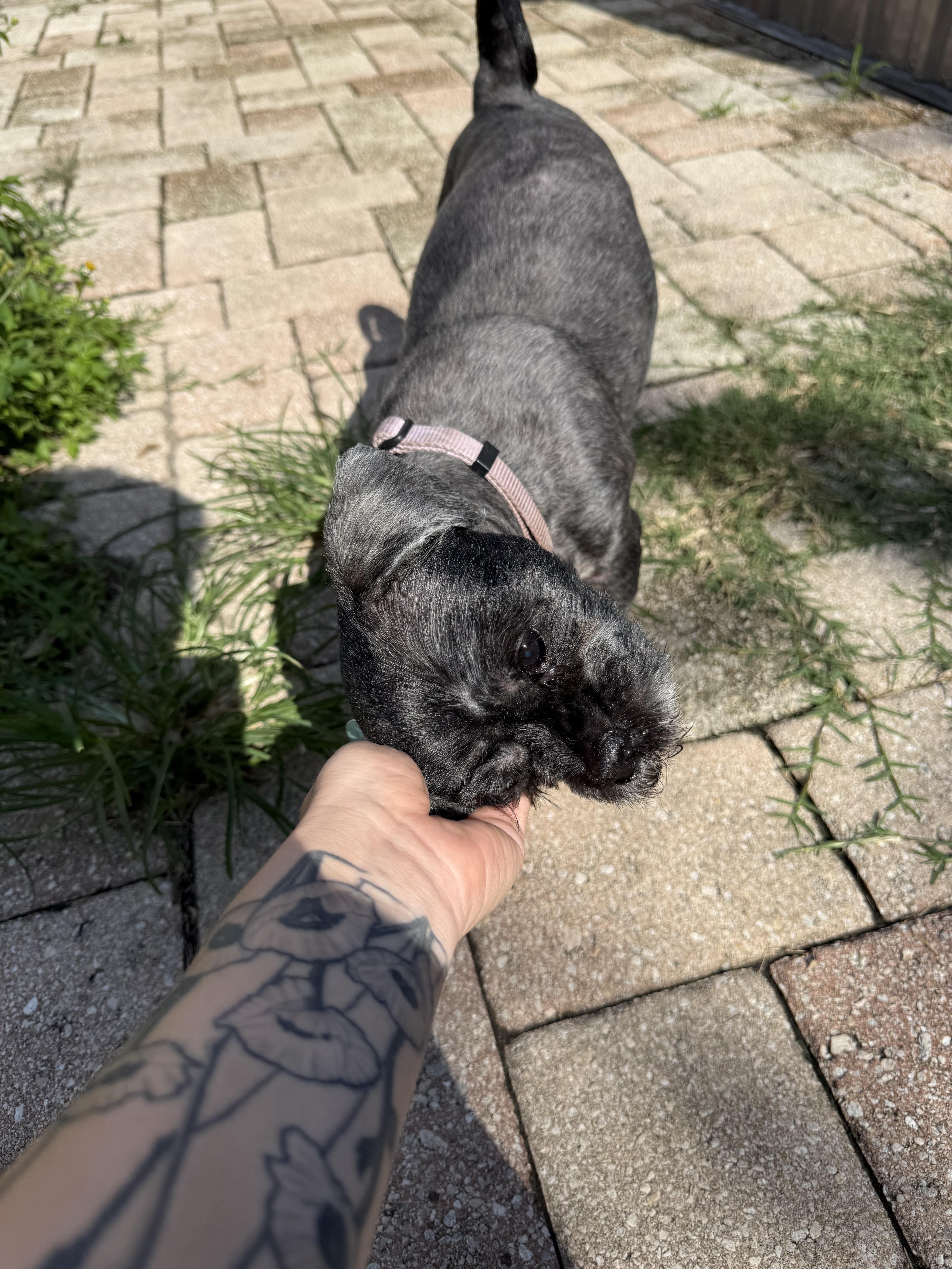 Enlarge Pepper, a Adoptable Shih Tzu in Tampa, FL image 1/5