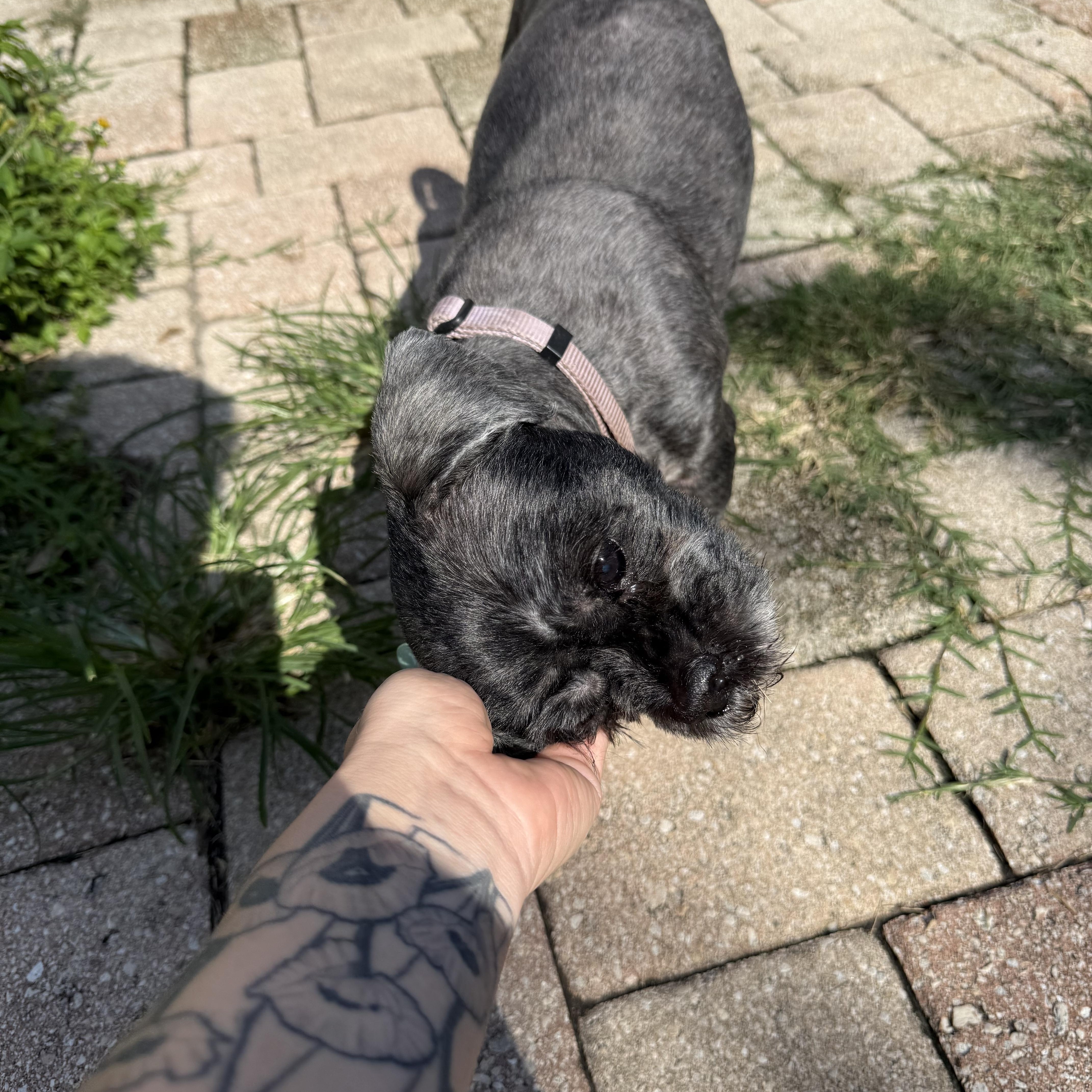 Enlarge Pepper, a Adoptable Shih Tzu in Tampa, FL image 1/5