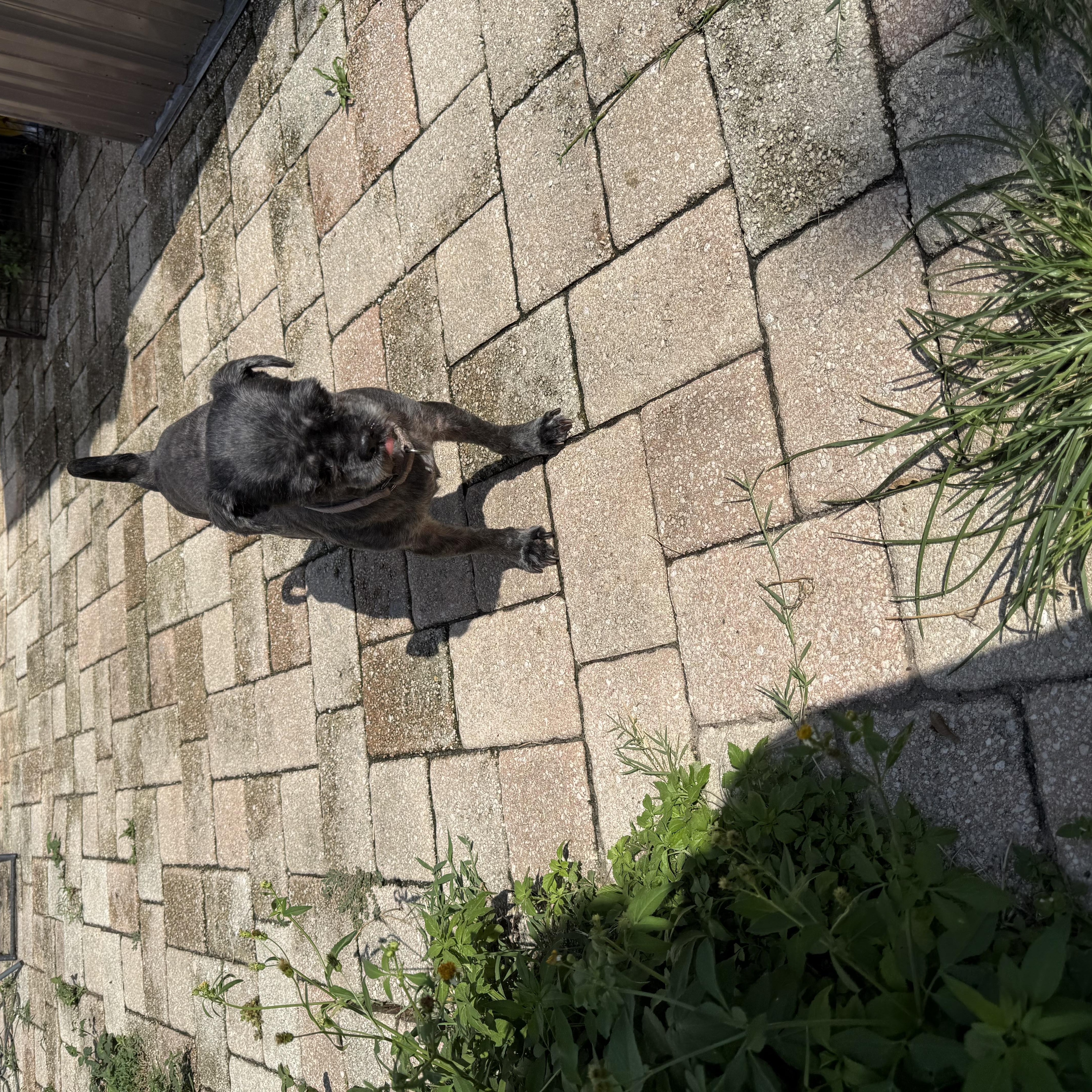 Enlarge Pepper, a Adoptable Shih Tzu in Tampa, FL image 2/5