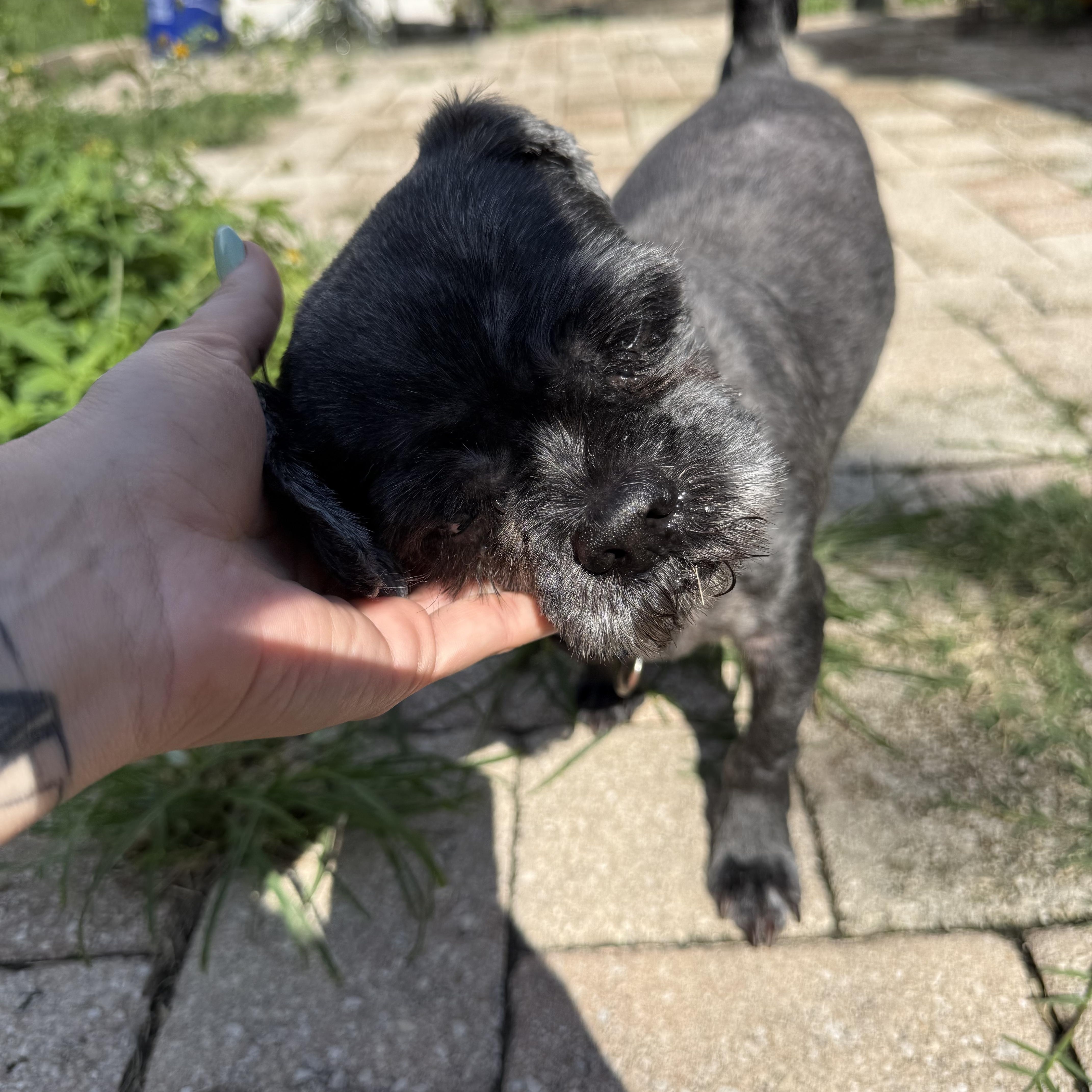Enlarge Pepper, a Adoptable Shih Tzu in Tampa, FL image 3/5