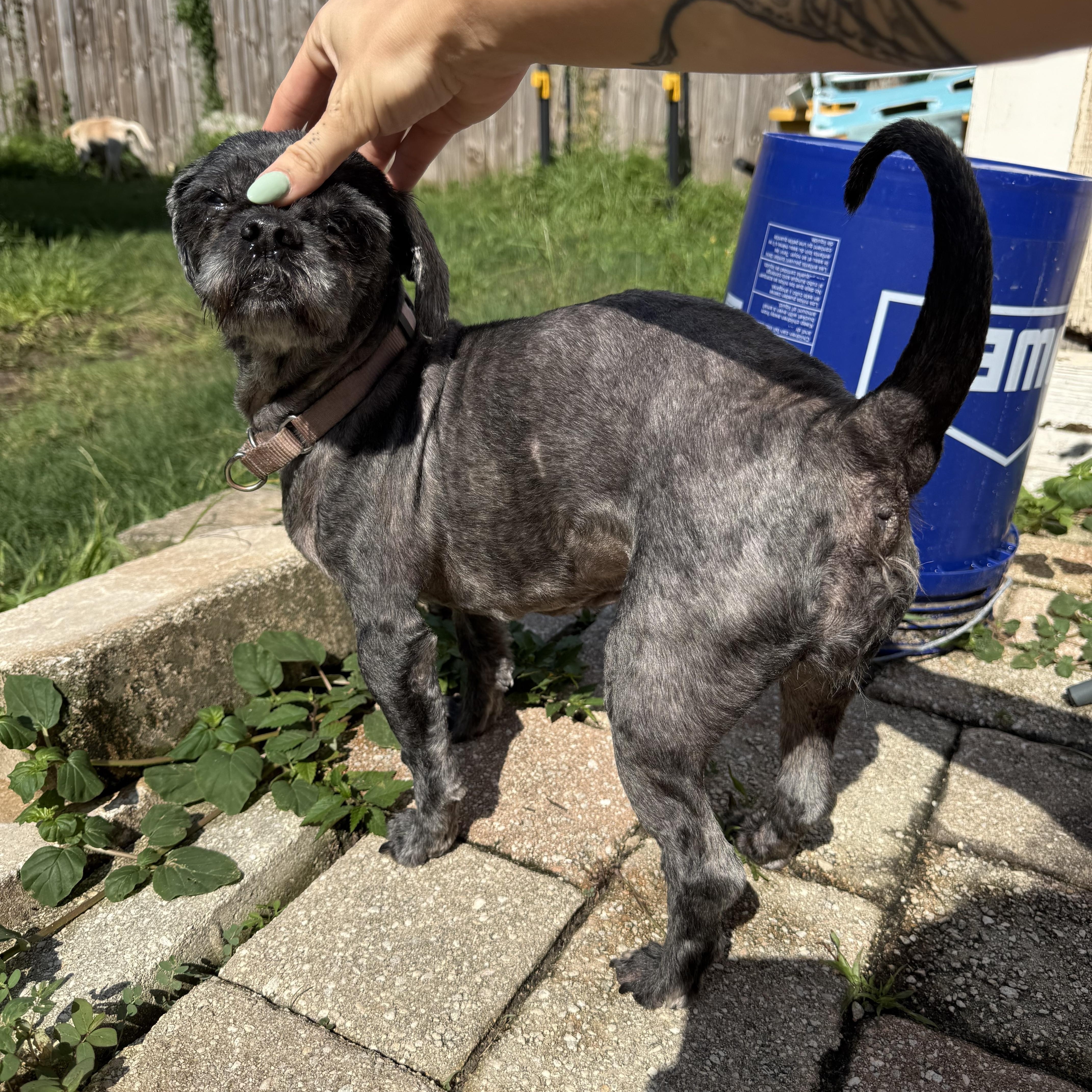 Enlarge Pepper, a Adoptable Shih Tzu in Tampa, FL image 4/5