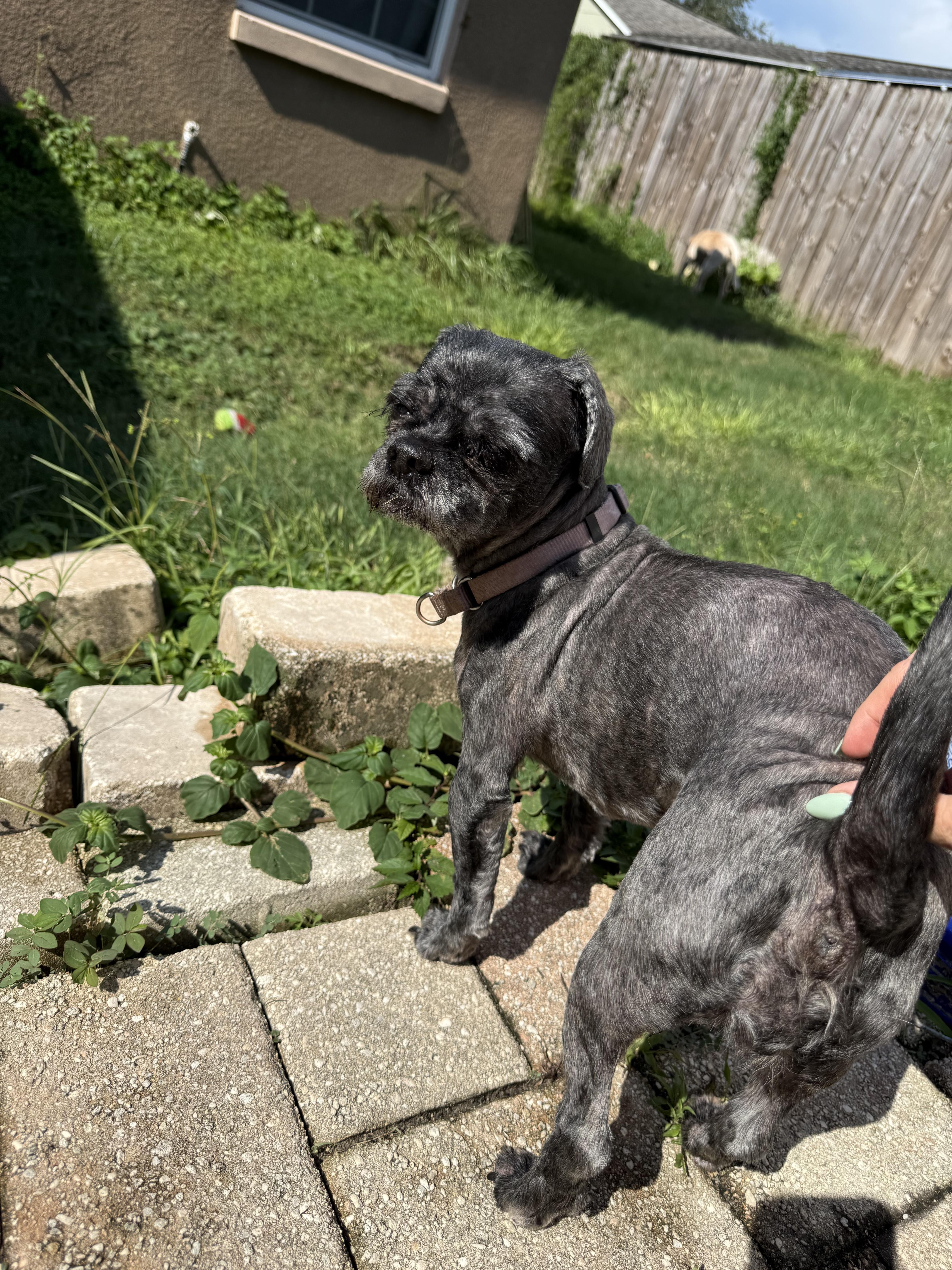 Enlarge Pepper, a Adoptable Shih Tzu in Tampa, FL image 5/5