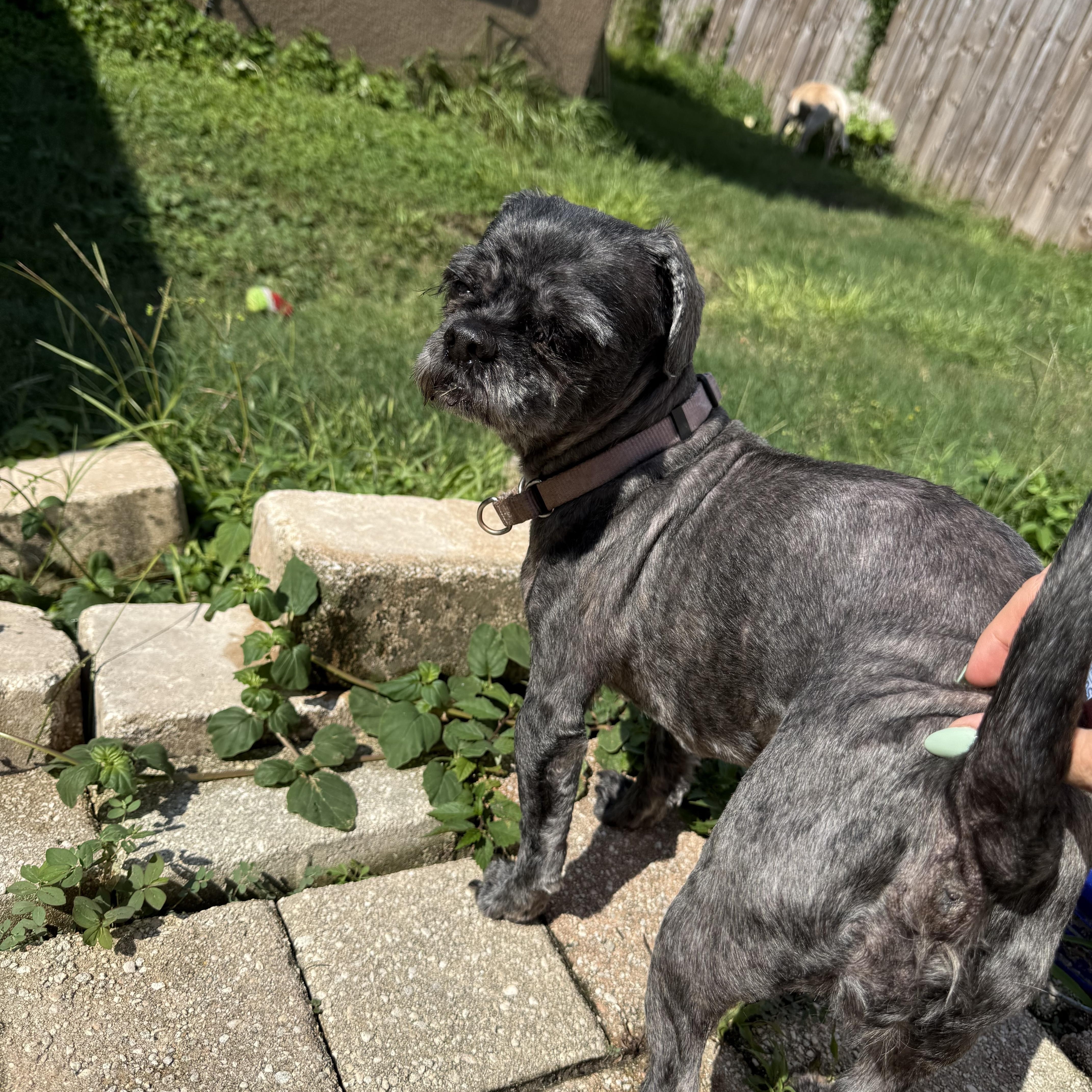 Enlarge Pepper, a Adoptable Shih Tzu in Tampa, FL image 5/5