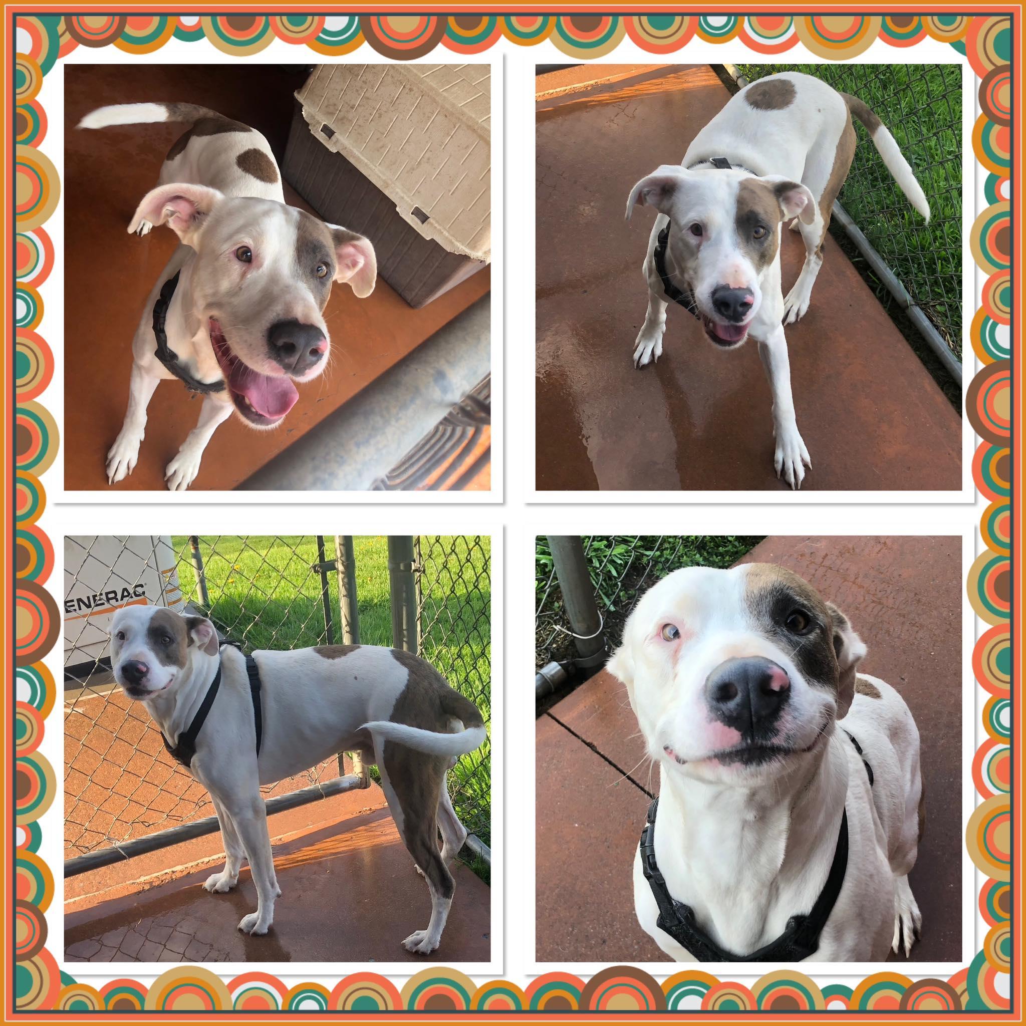 GHOST, ADOPTABLE, Adult Male Mixed Breed.