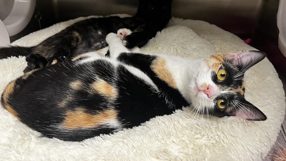 Chanel, Adoptable, Kitten Female Domestic Short Hair & Calico.