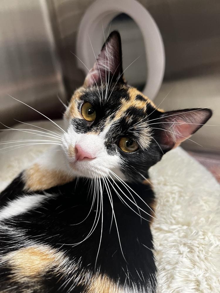 Enlarge Chanel, a Adoptable mixed breed in Jamestown, CA image 2/3