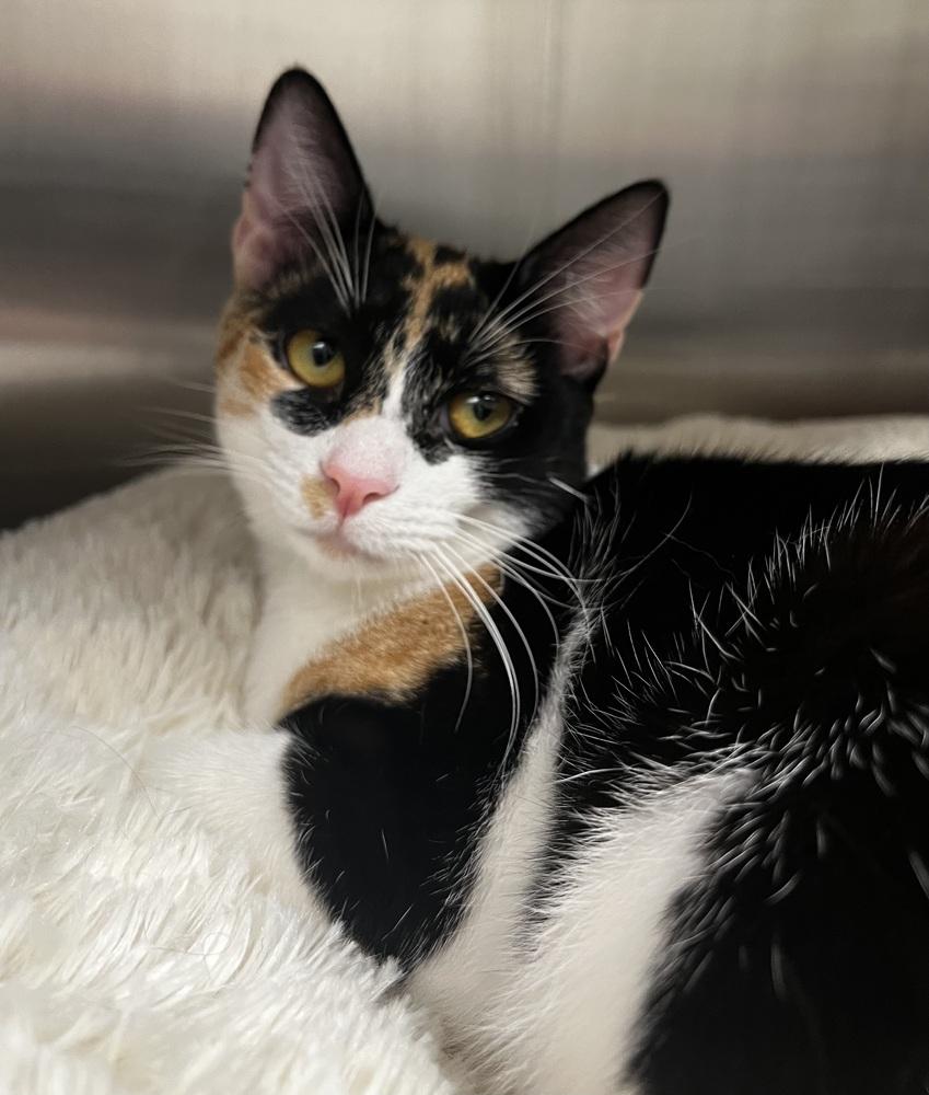 Enlarge Chanel, a Adoptable mixed breed in Jamestown, CA image 3/3