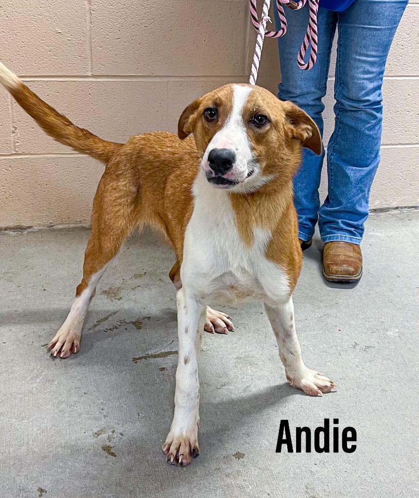 Andie, Adoptable, Puppy Female Border Collie & Labrador Retriever.