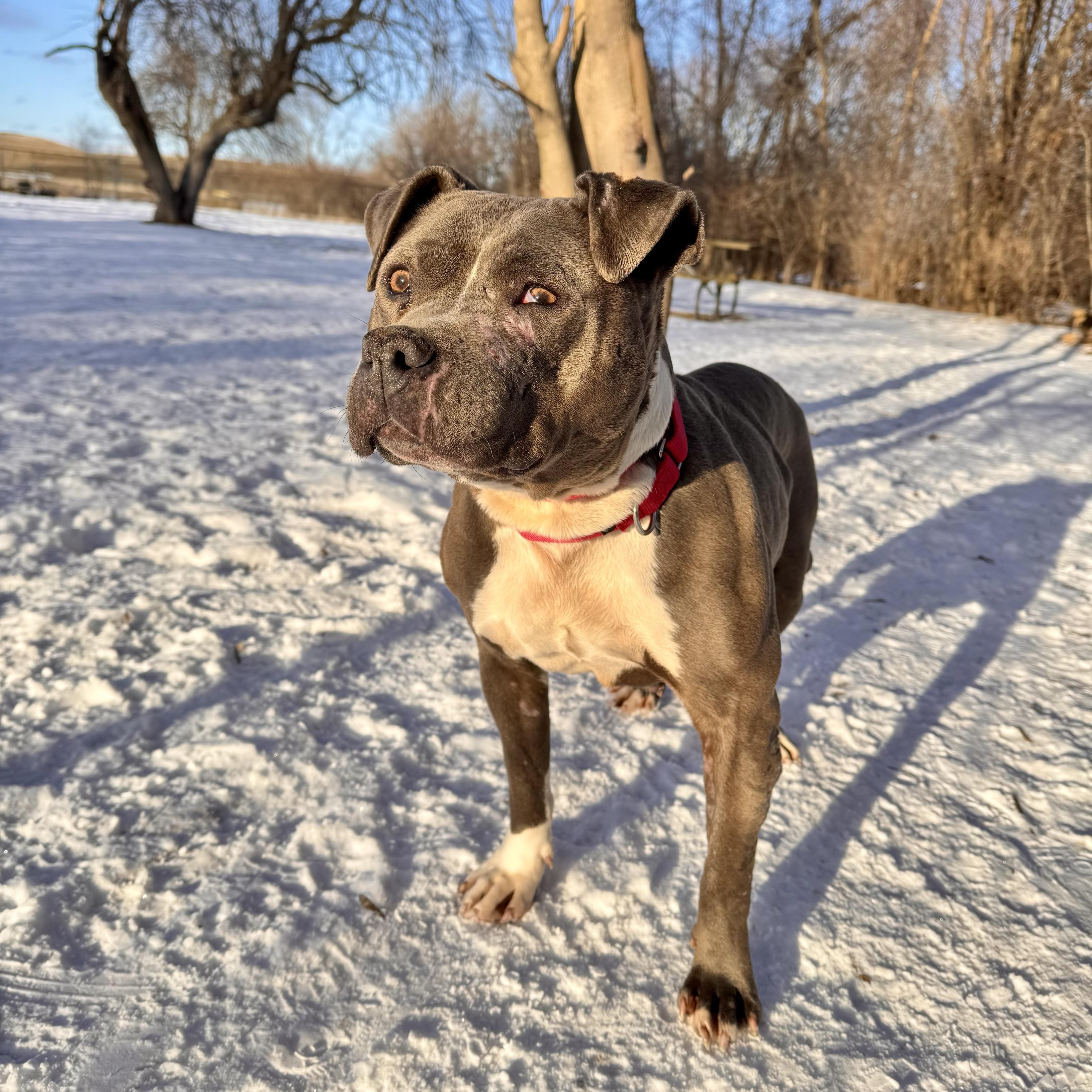 Mary Kate, a Adoptable mixed breed in Midland, MI image 2/3
