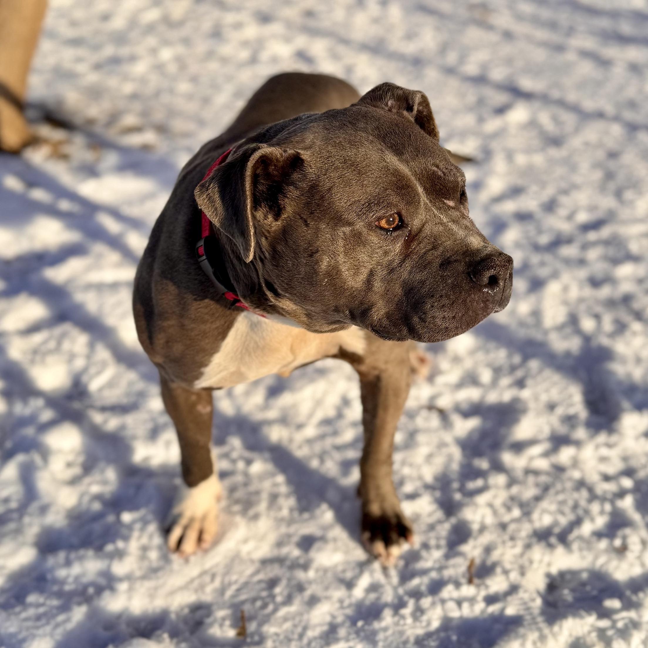 Mary Kate, a Adoptable mixed breed in Midland, MI image 3/3