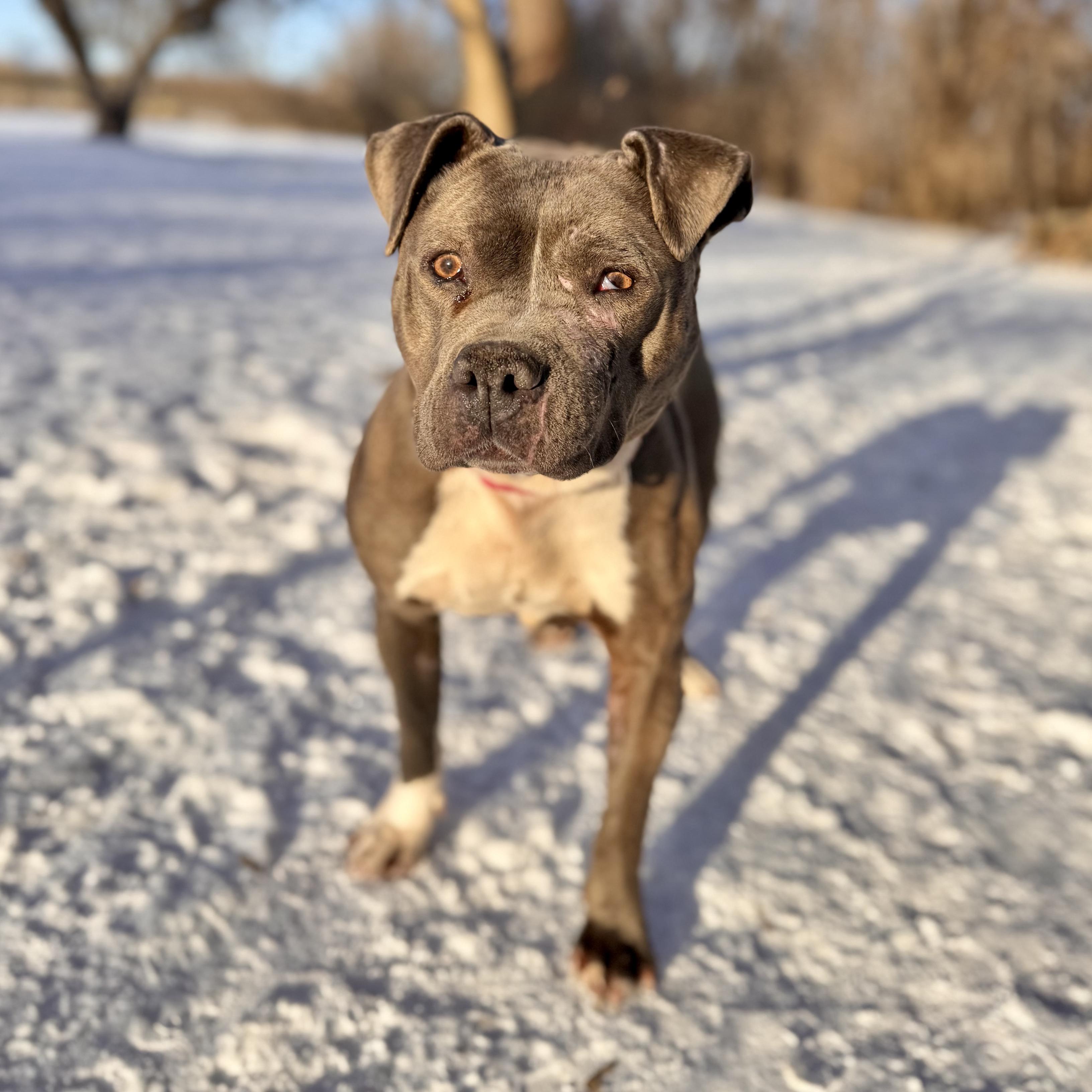 Mary Kate, a Adoptable mixed breed in Midland, MI image 1/3