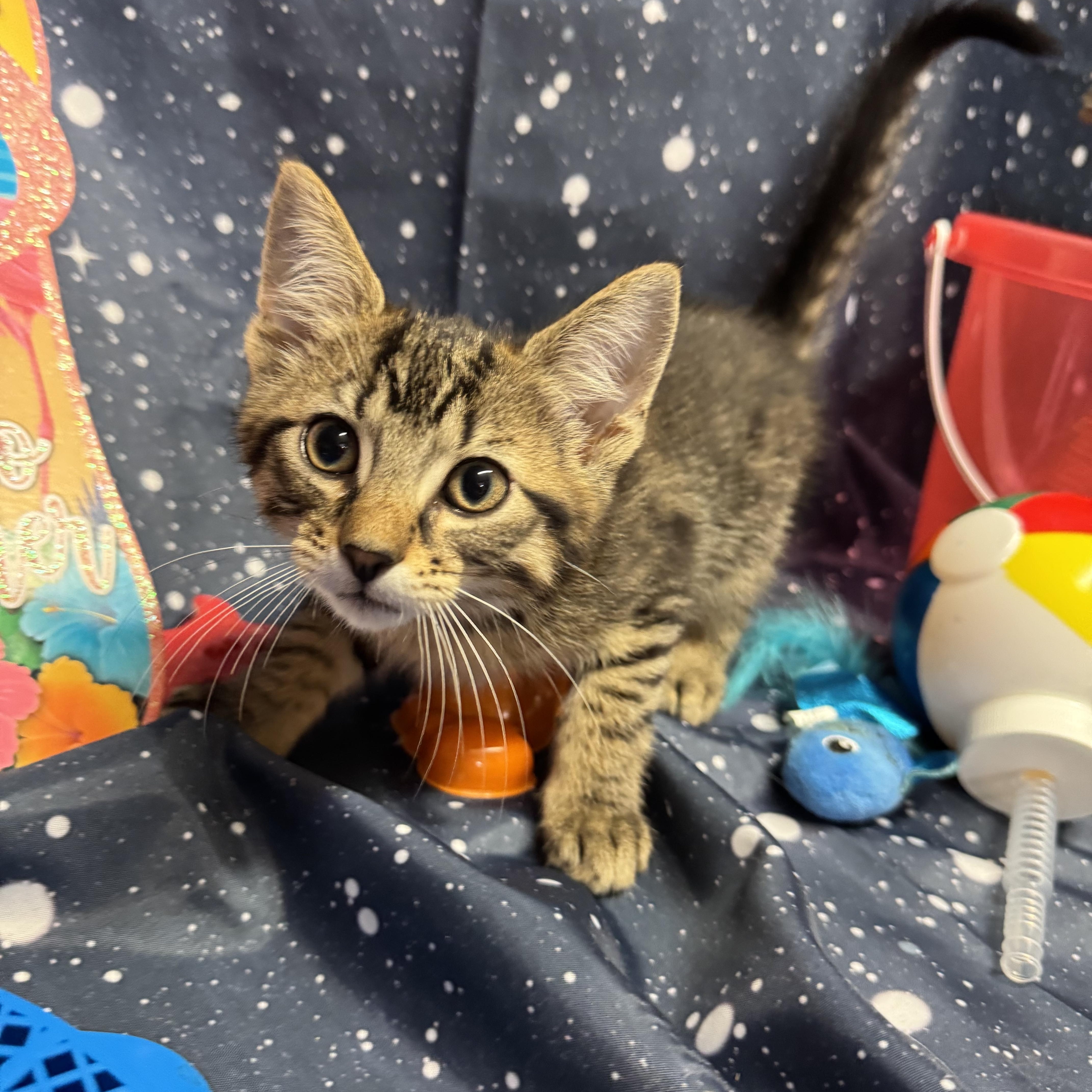 Alex, Baby Male Abyssinian