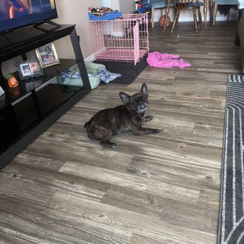 Lulu, Adoptable, Young Female French Bulldog.