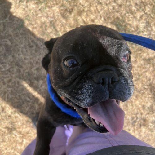 Enlarge Lulu, a Adoptable French Bulldog in Broken Arrow, OK image 2/2