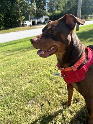 Enlarge Pete, a Adoptable mixed breed in Atlanta, GA image 2/3