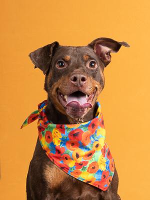 Enlarge Pete, a Adoptable mixed breed in Atlanta, GA image 3/3