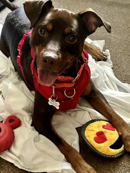 Pete, a Adoptable mixed breed in Atlanta, GA image 2/3