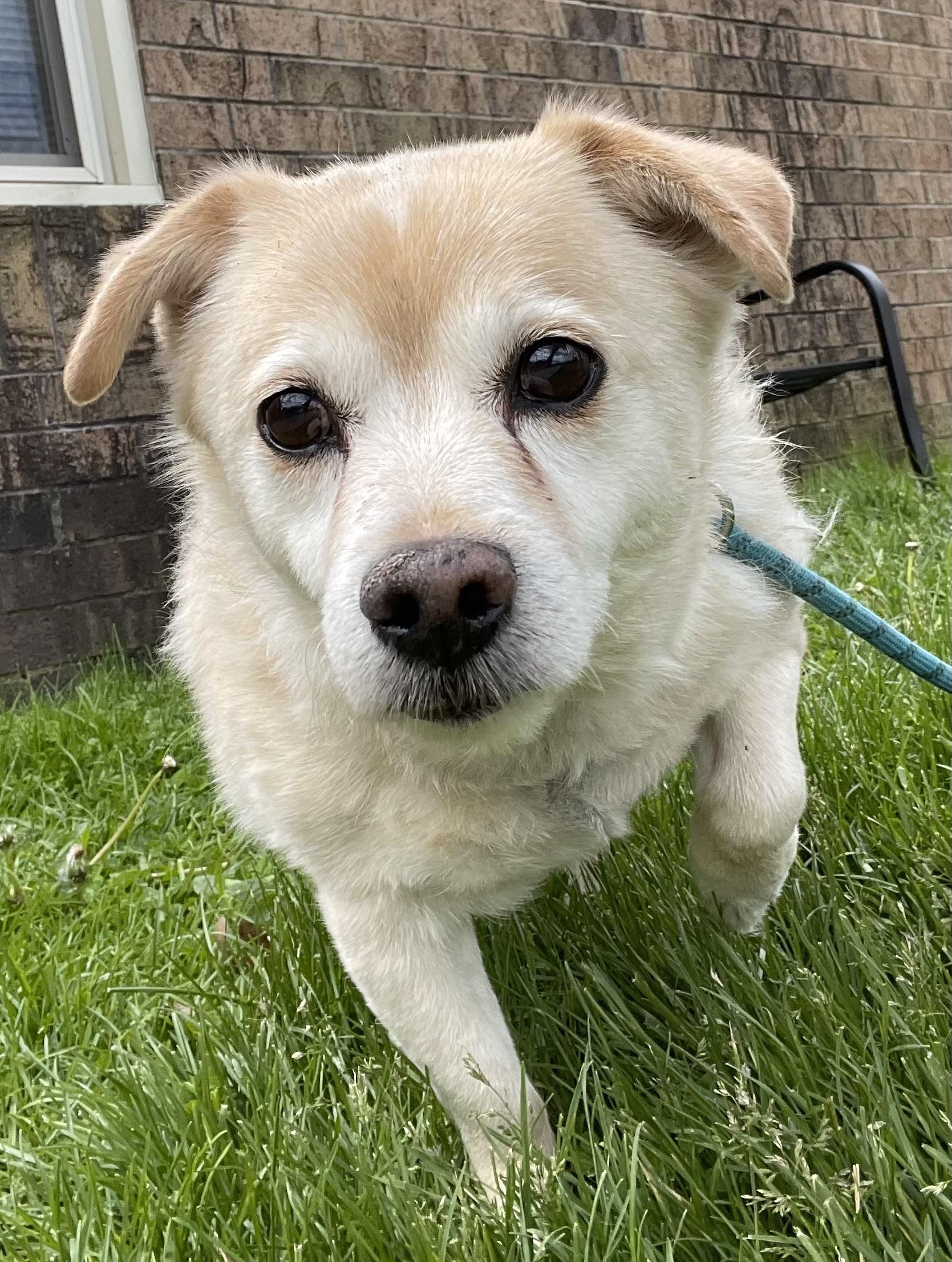 Simon ADOPTED , an adopted Terrier in Canton, OH image 2/3