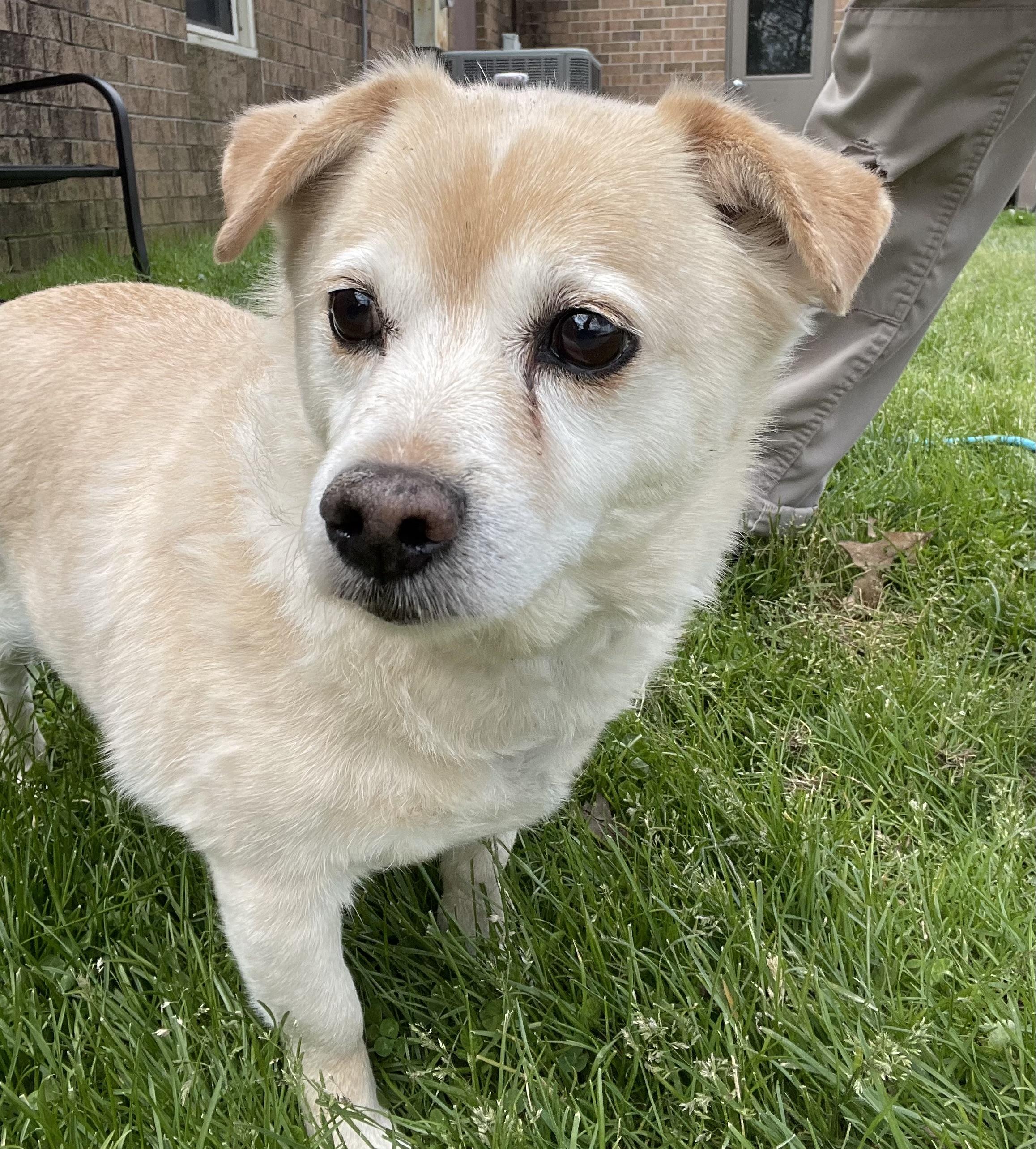 Simon ADOPTED , an adopted Terrier in Canton, OH image 1/3