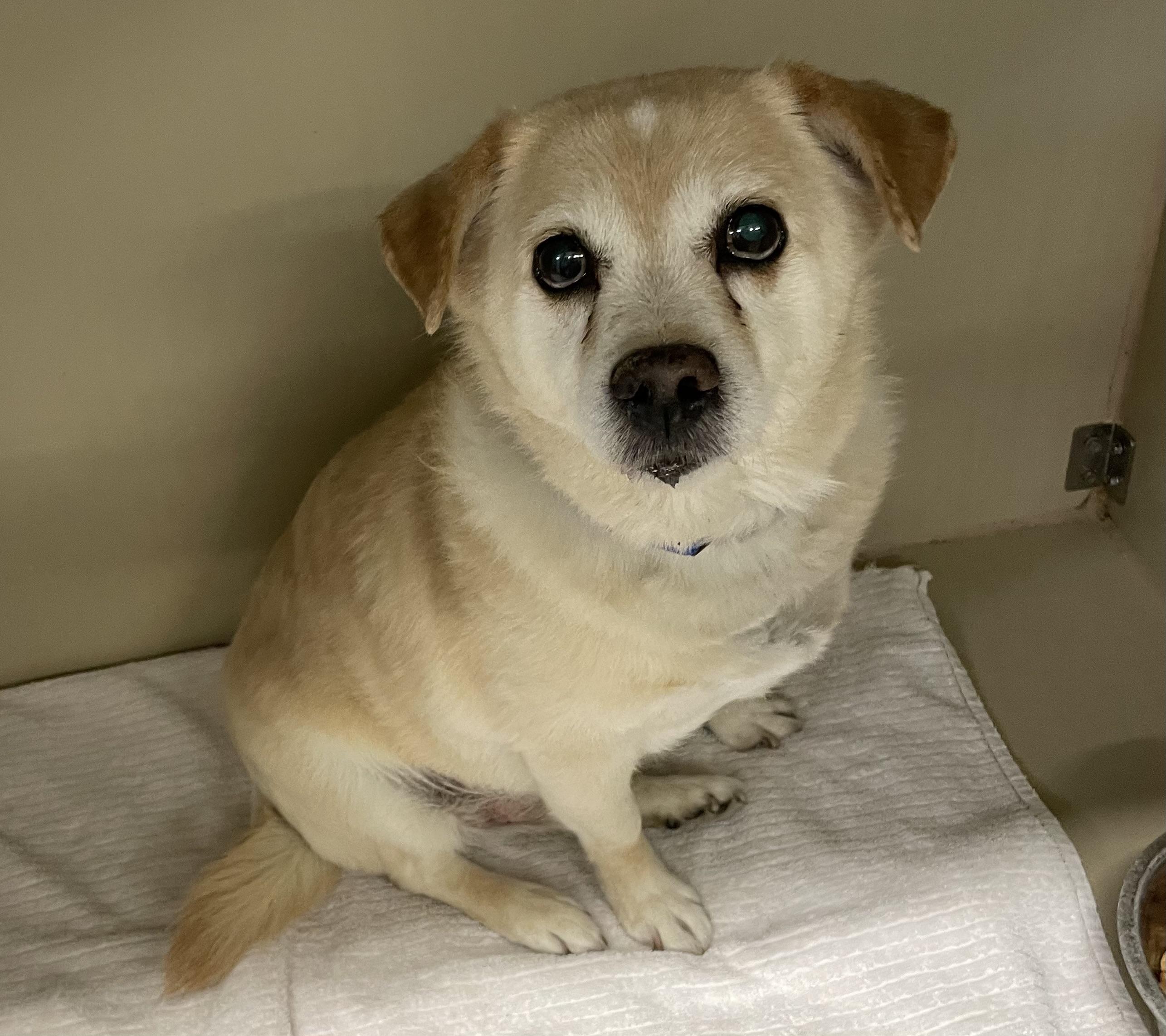 Simon ADOPTED , an adopted Terrier in Canton, OH image 3/3