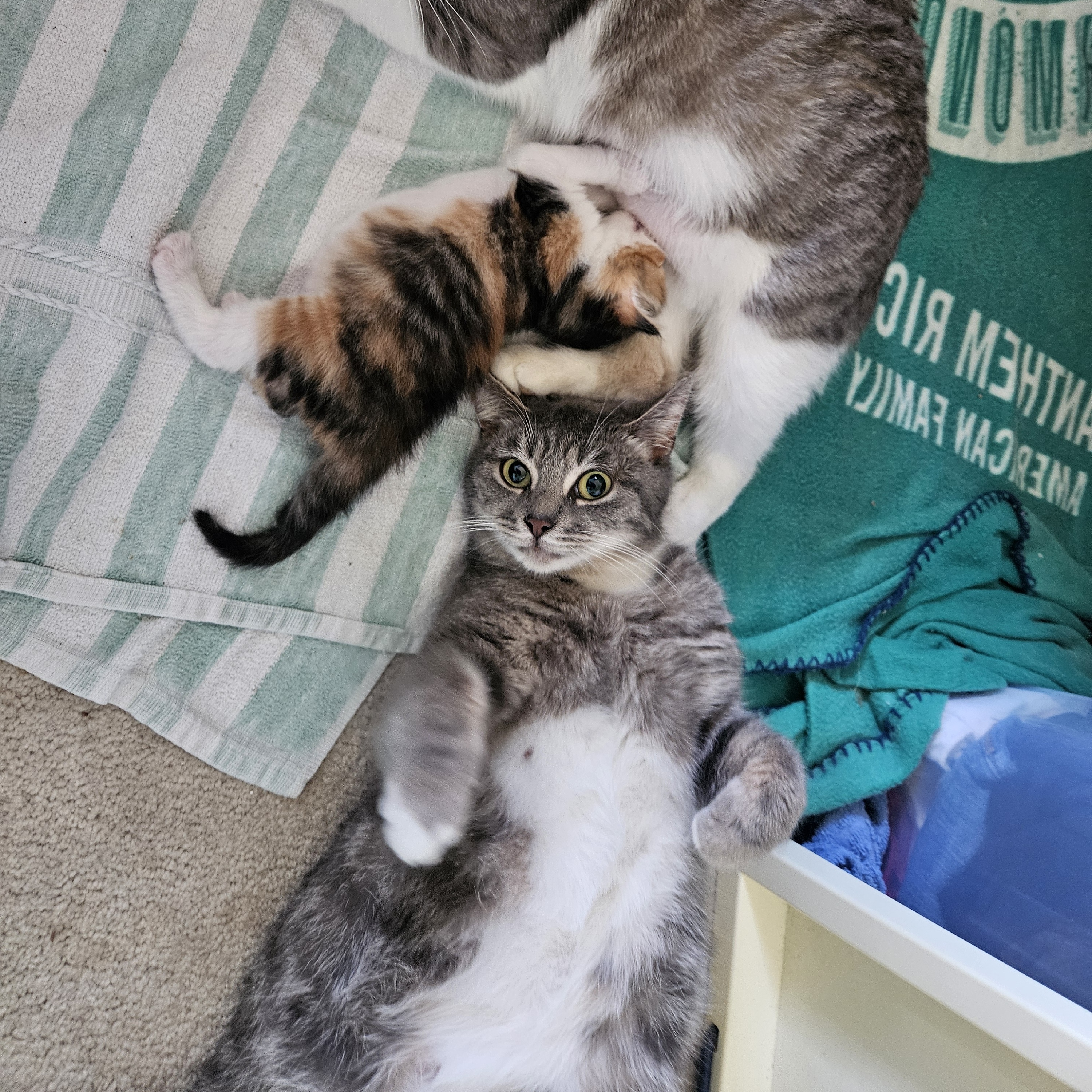 Enlarge Aunt June, a Adoptable Domestic Short Hair in Richmond, VA image 3/4