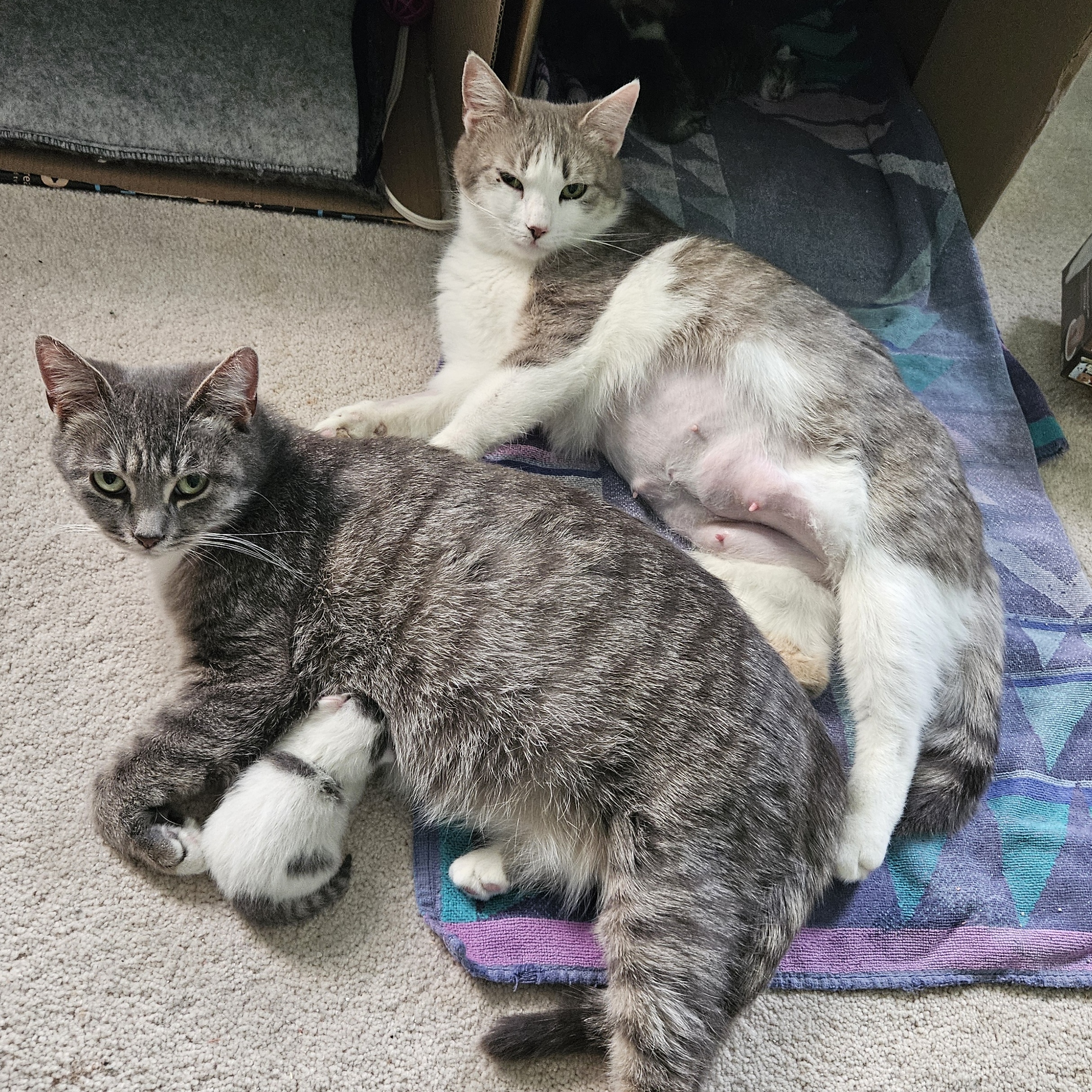 Enlarge Aunt June, a Adoptable Domestic Short Hair in Richmond, VA image 1/4