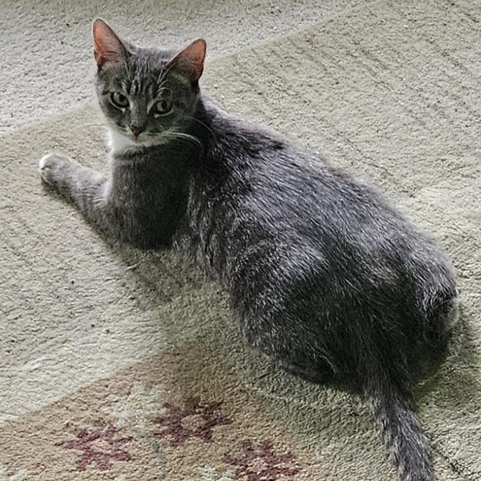 Enlarge Aunt June, a Adoptable Domestic Short Hair in Richmond, VA image 2/4