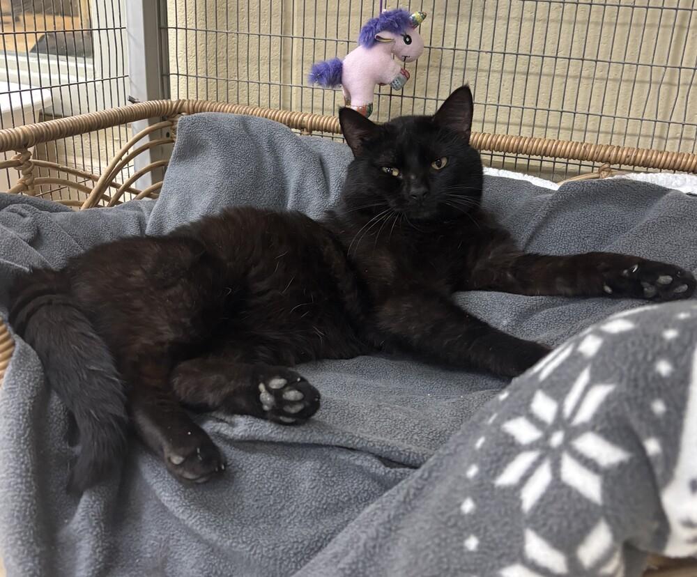 Benjamin, Adoptable, Adult Male Domestic Short Hair.