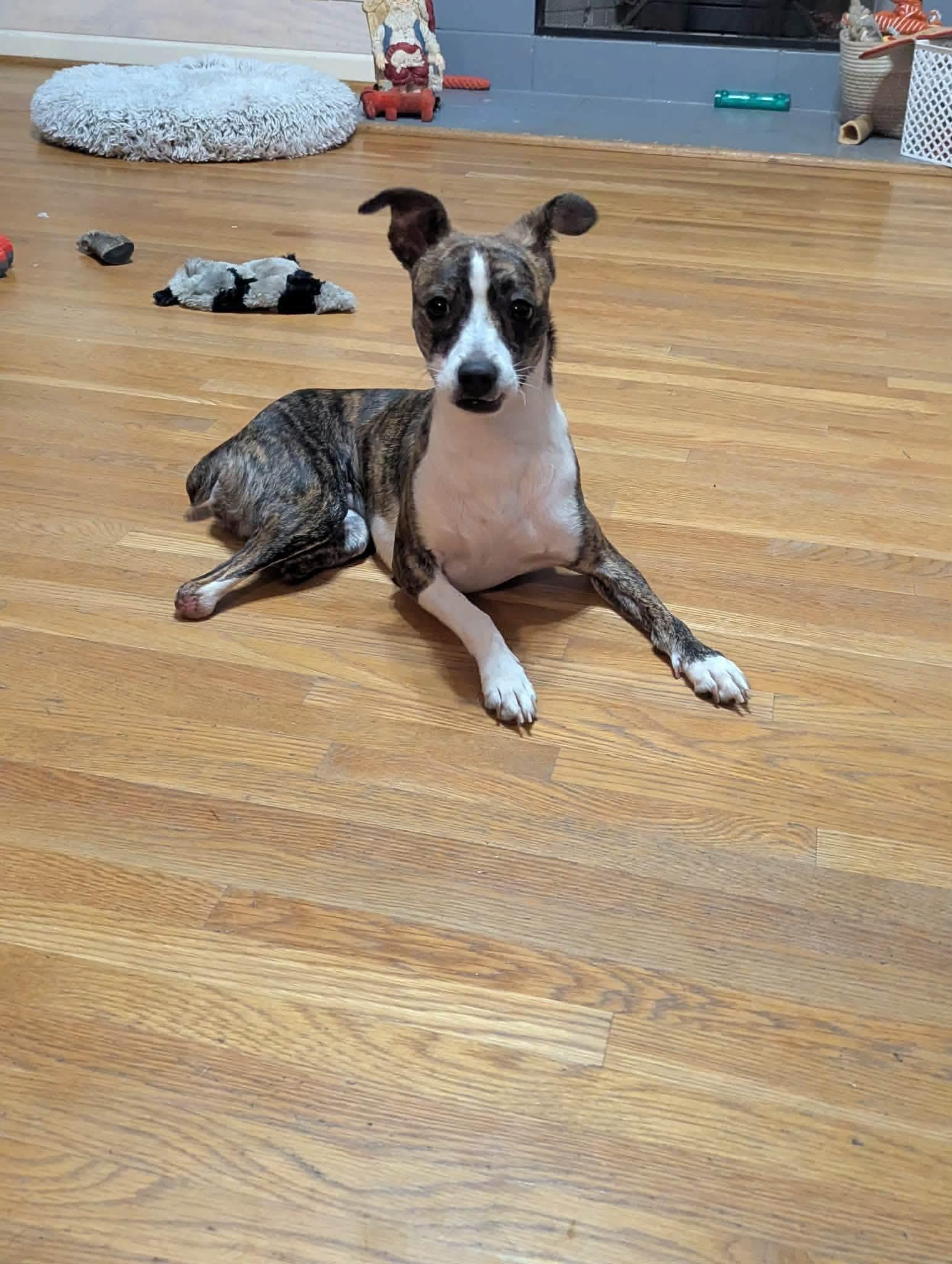 Enlarge Basil, a ADOPTABLE mixed breed in Anniston, AL image 1/1