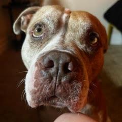Enlarge Hamlet, a Adoptable Mixed Breed in Gainesville, FL image 1/5