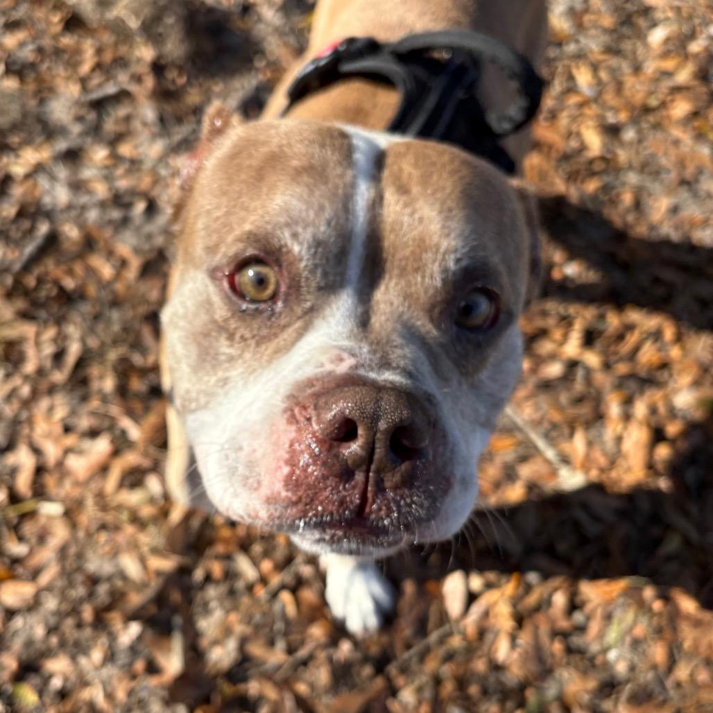 Enlarge Hamlet, a Adoptable Mixed Breed in Gainesville, FL image 2/5