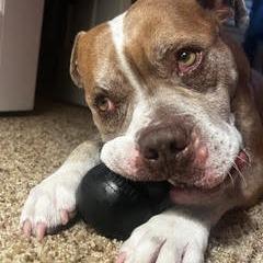Enlarge Hamlet, a Adoptable Mixed Breed in Gainesville, FL image 3/5