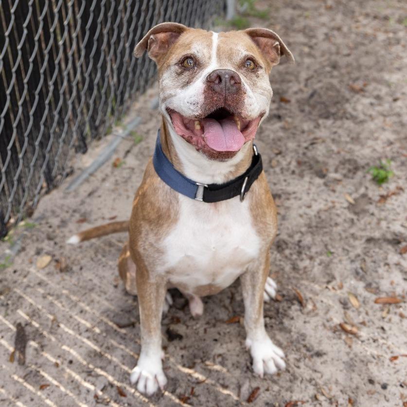 Enlarge Hamlet, a Adoptable Mixed Breed in Gainesville, FL image 4/5