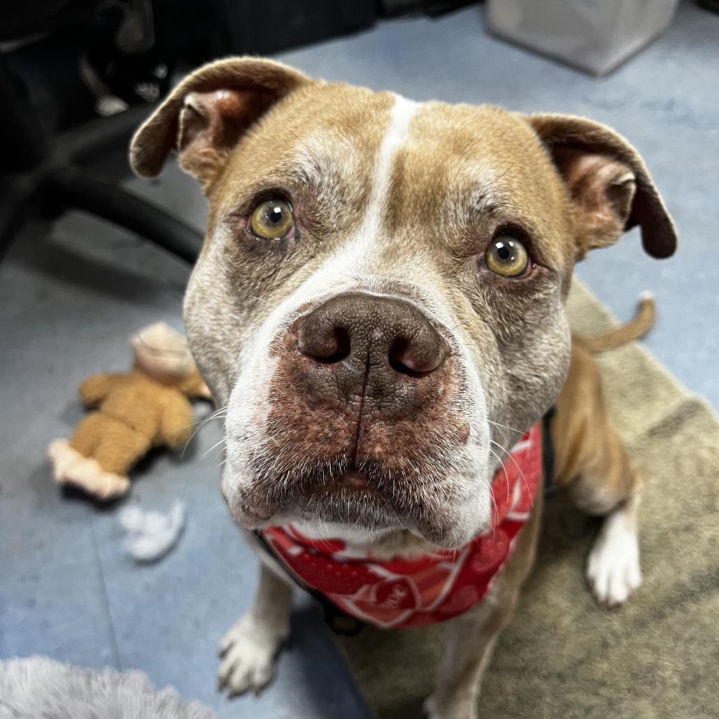 Enlarge Hamlet, a Adoptable Mixed Breed in Gainesville, FL image 5/5