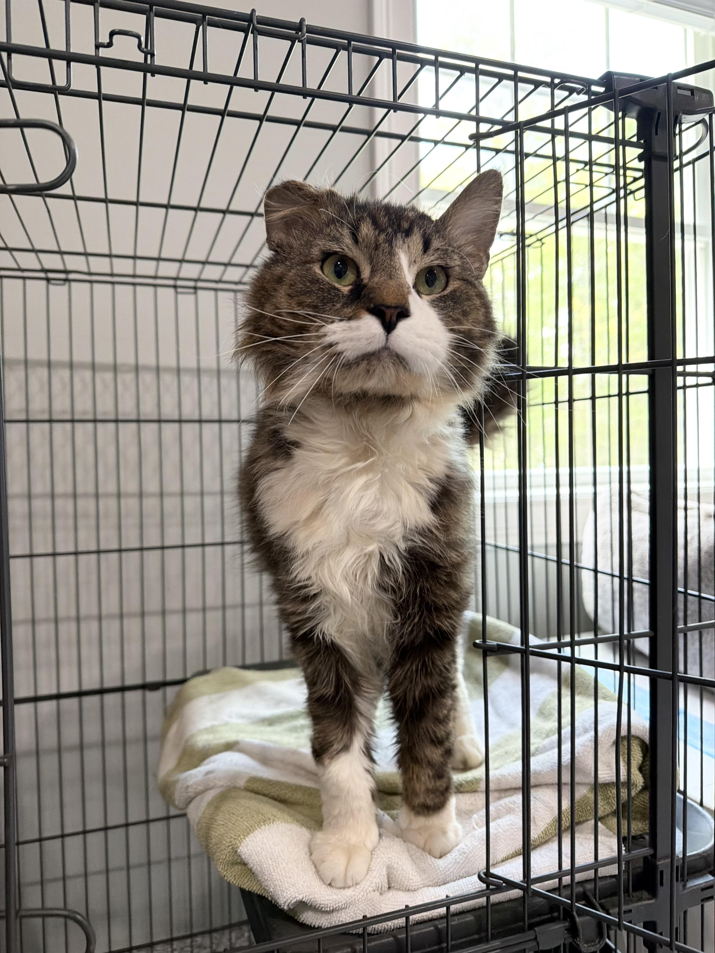Kobe, a ADOPTABLE Domestic Short Hair in Kennebunk , ME image 1/4